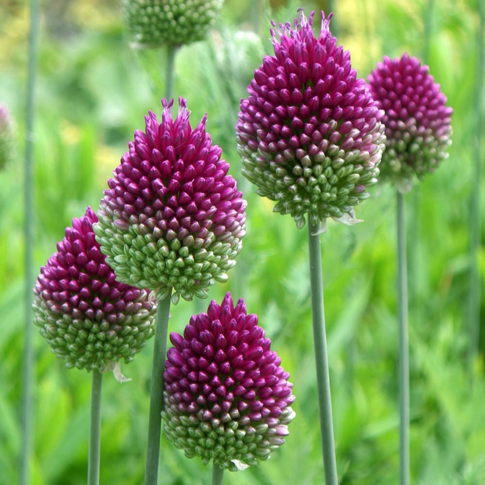 YouGarden Allium 'Drumsticks' x200 bulbs