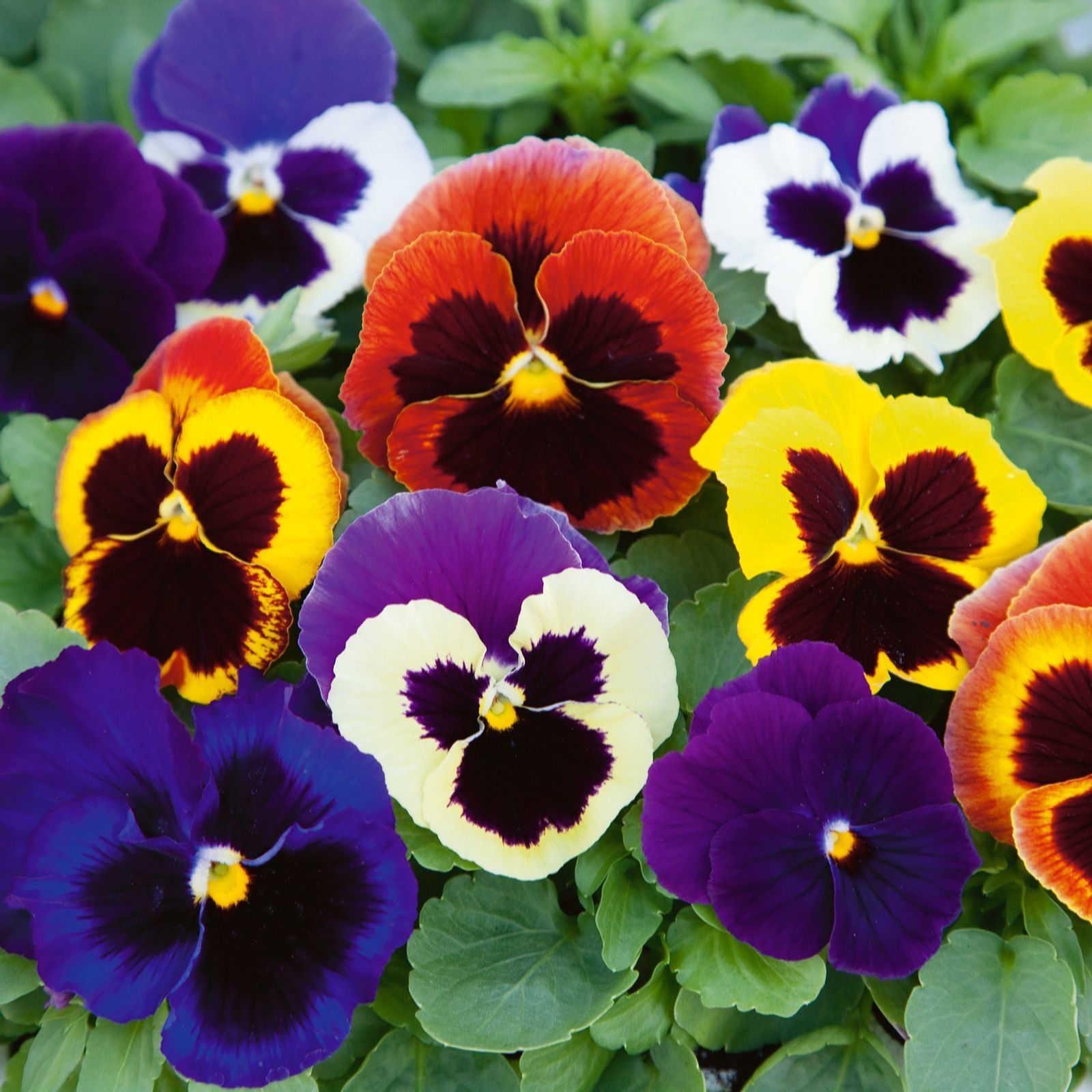 Plants 2 Gardens Pansy Jumbo Mix