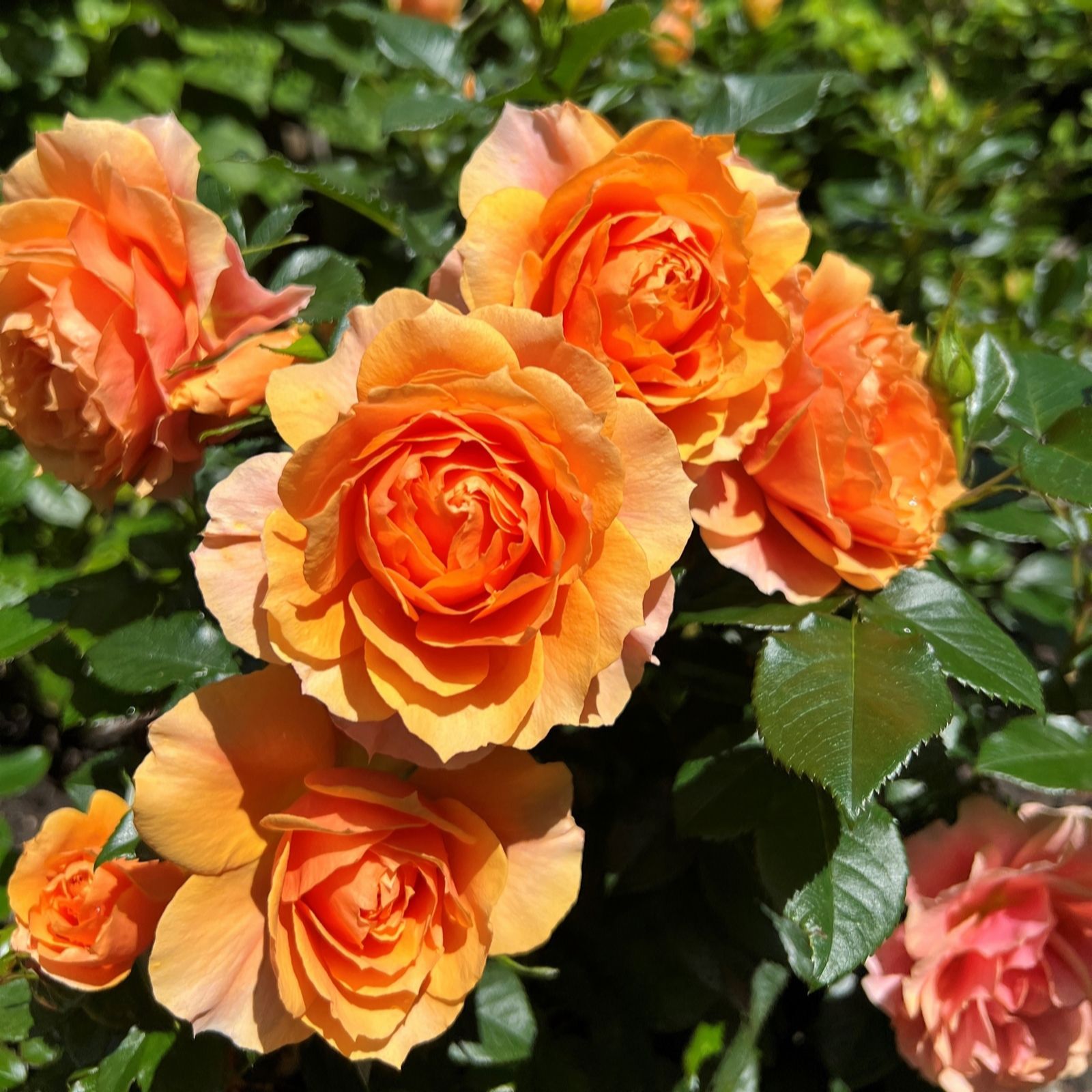 Plants2Gardens Rosa Isn't She Collection 3 x 9cm