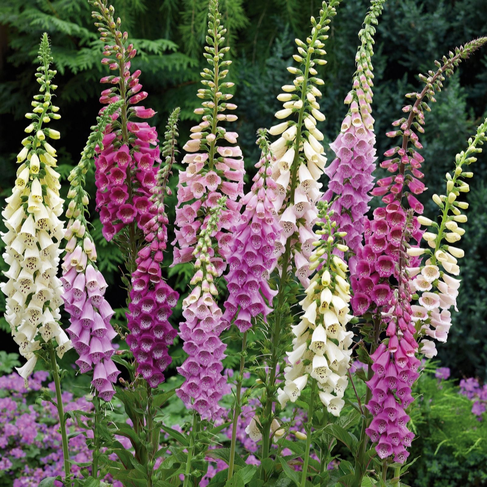Plants2Gardens Digitalis Foxybee Collection 6 x 6cm