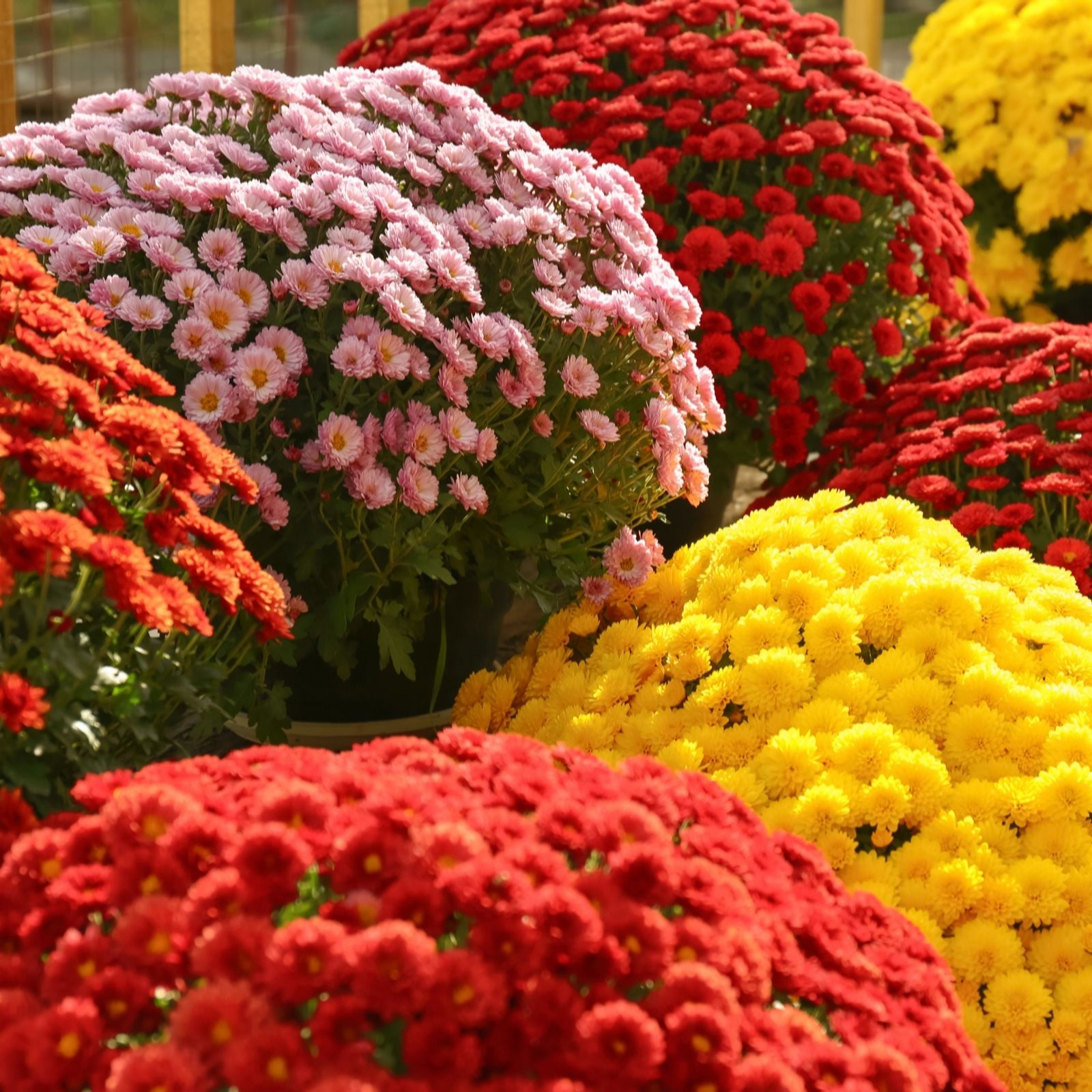 YouGarden Chrysanthemum 'Garden Mums' Plug Plant Collection x18