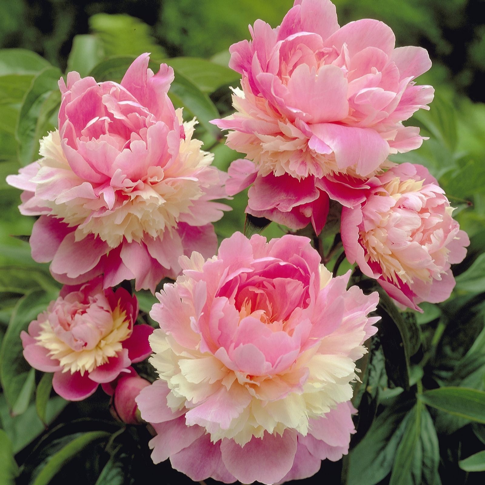 Thompson & Morgan Peony Sorbet (Girl Next Door) 2 Bare Roots