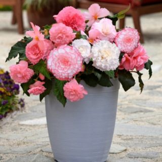 Thompson & Morgan Begonia Giant Majestic 12 Garden Ready Plants
