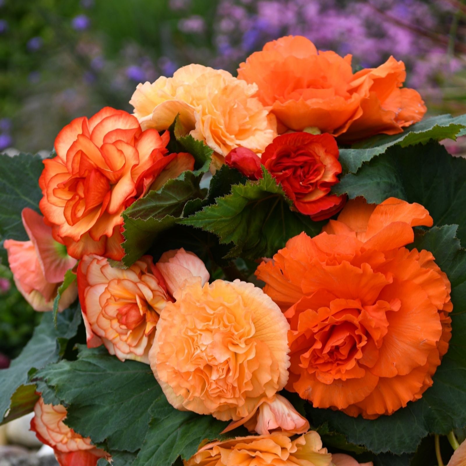 Thompson & Morgan Begonia Giant Majestic 12 Garden Ready Plants