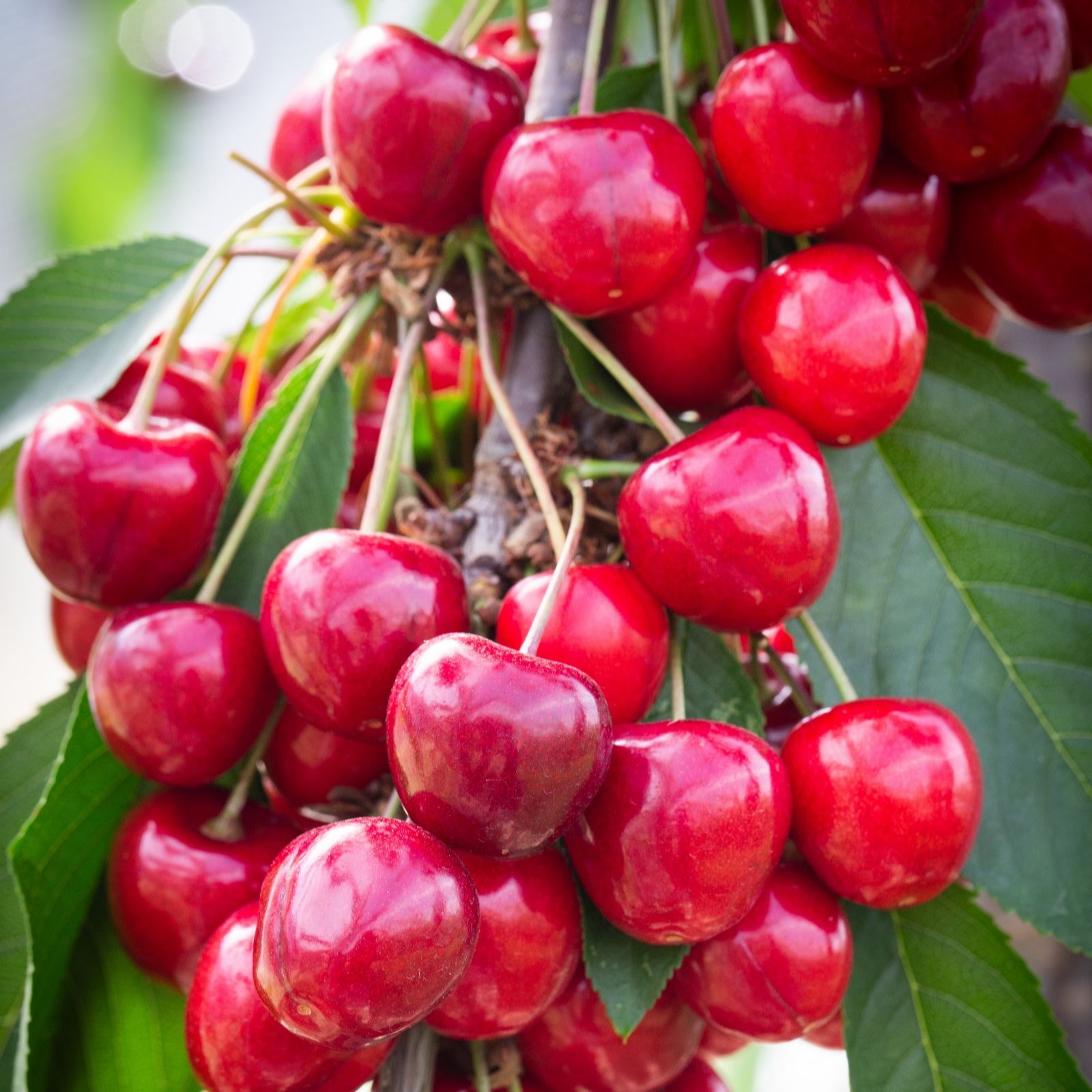 Frank P Matthews Cherry Celeste in 11.5 Litre Container