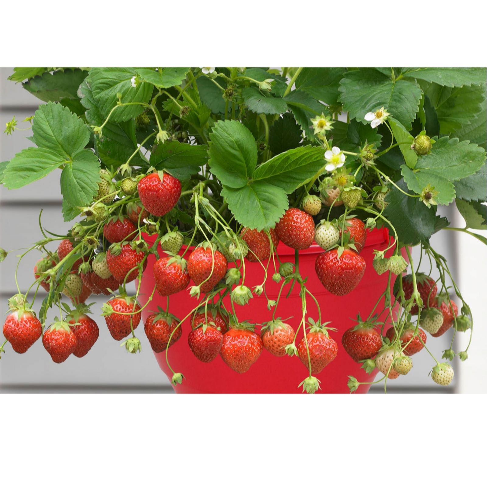 YouGarden Pair of Strawberry 'Sweet Summer' Hanging Baskets with Fertiliser