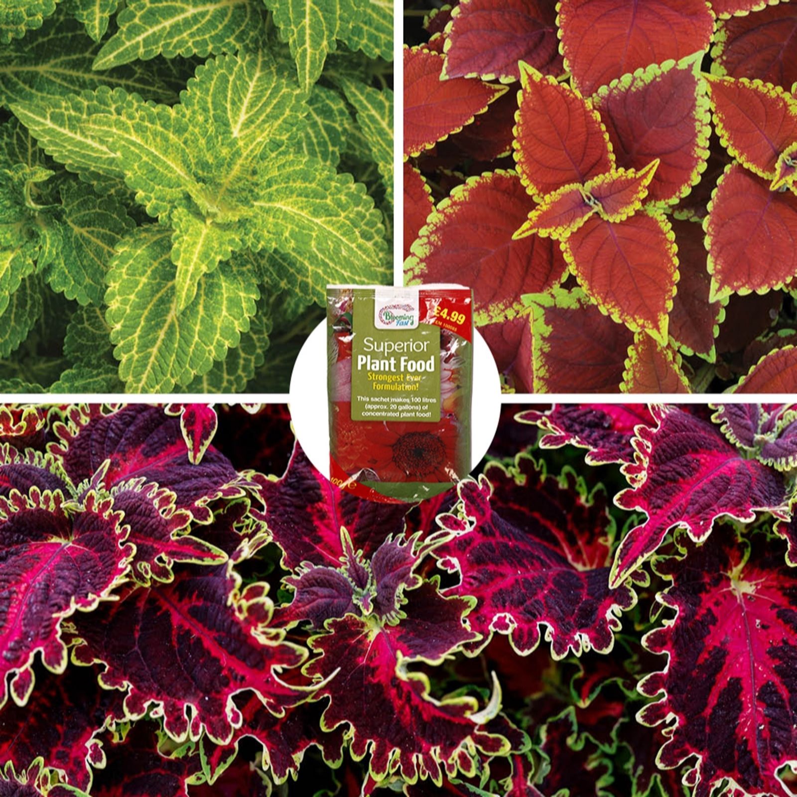 YouGarden Coleus Collection plug x 12 & 100g Fertilise
