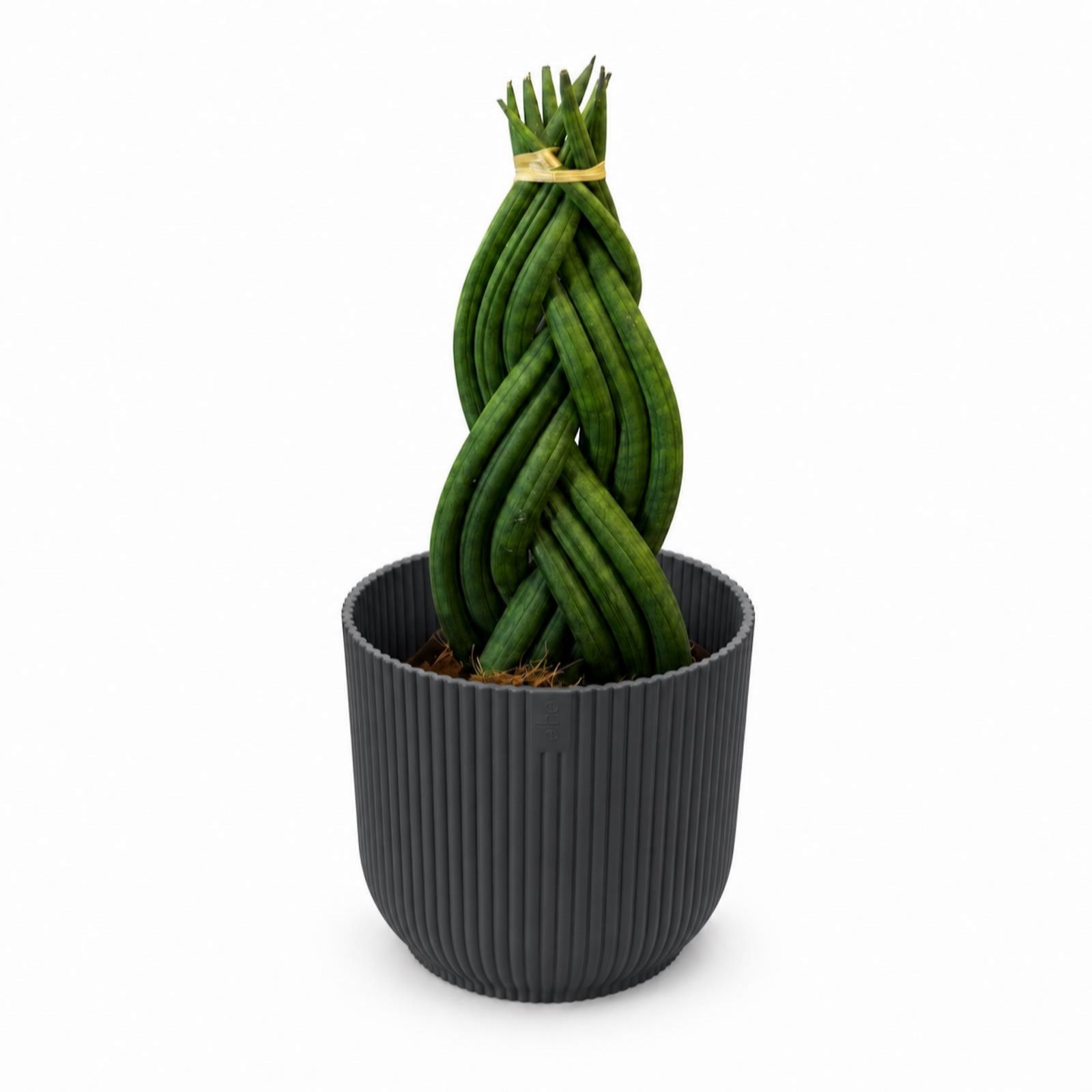 Oh So Floral Snake Braided 11cm Houseplant with Grey Pot