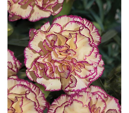 de Jager Sweetly Scented Large Flowering Dianthus Flow 6x 3cm Young Plants