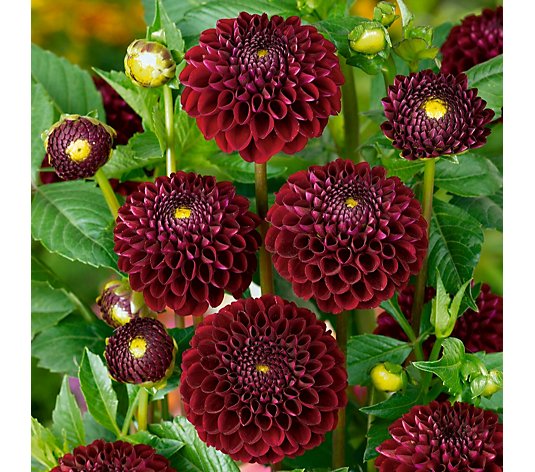 Plants2Gardens Dahlia Collection 5x Bare Root