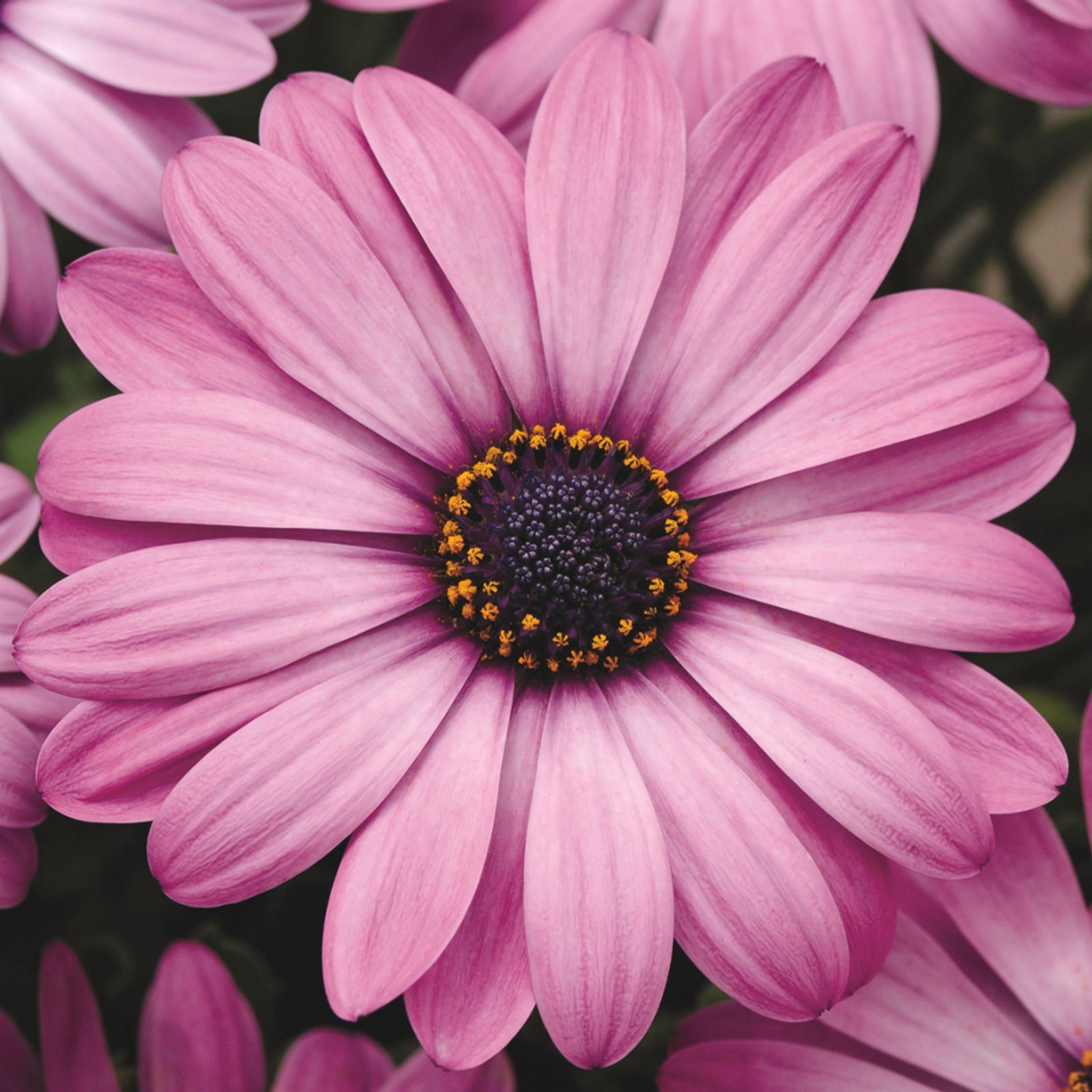 Richard Jackson's Nursery Fresh Cape Daisies 5 x 6cm Garden Ready