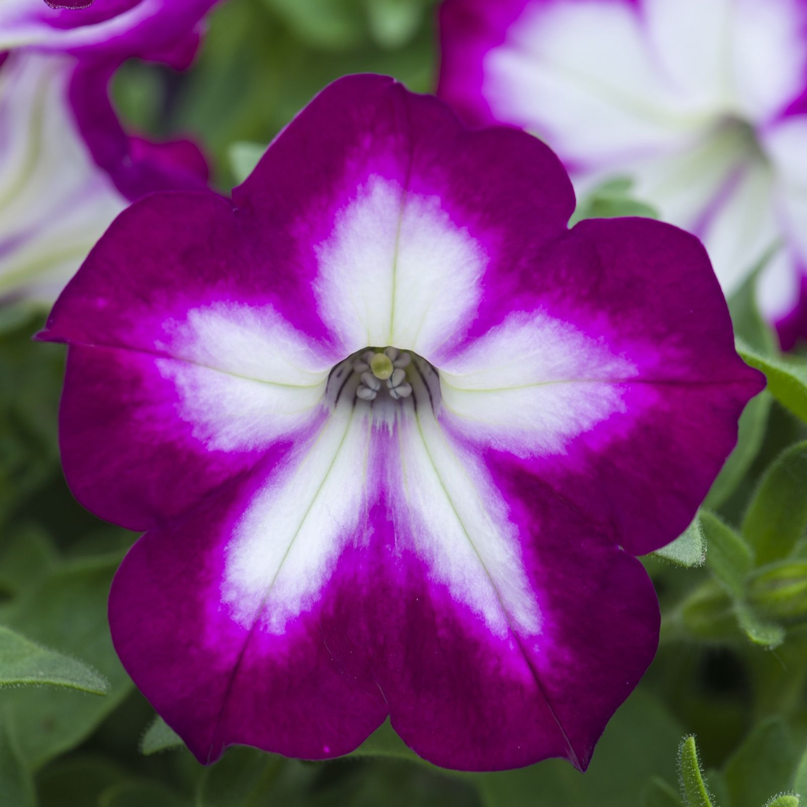 Plants2Gardens Petunia Unique Collection 10 x 9cm - QVC UK