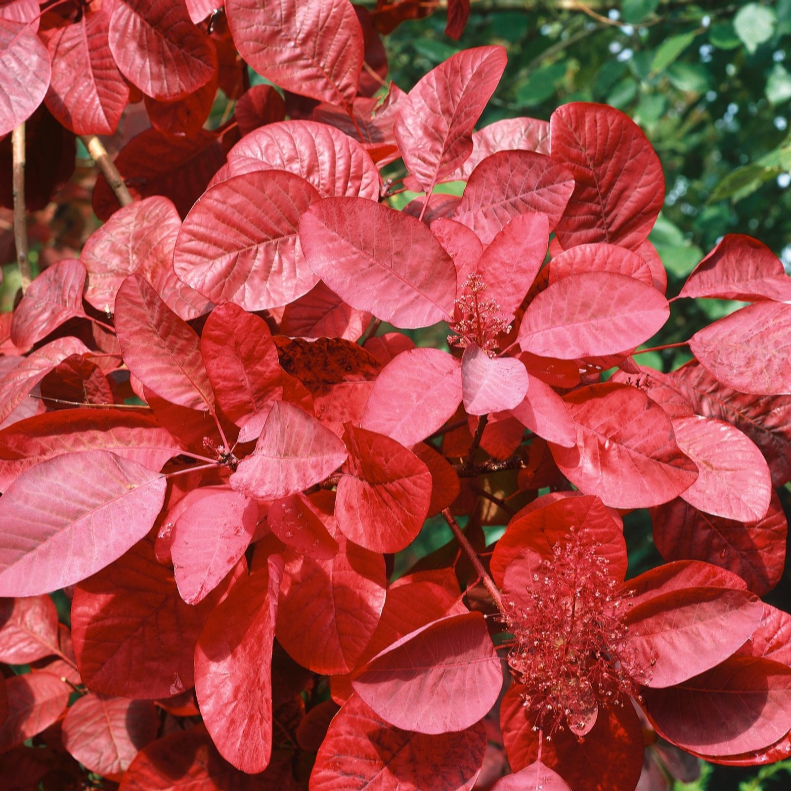 Plants2Gardens Cotinus Royal Purple 3ltr