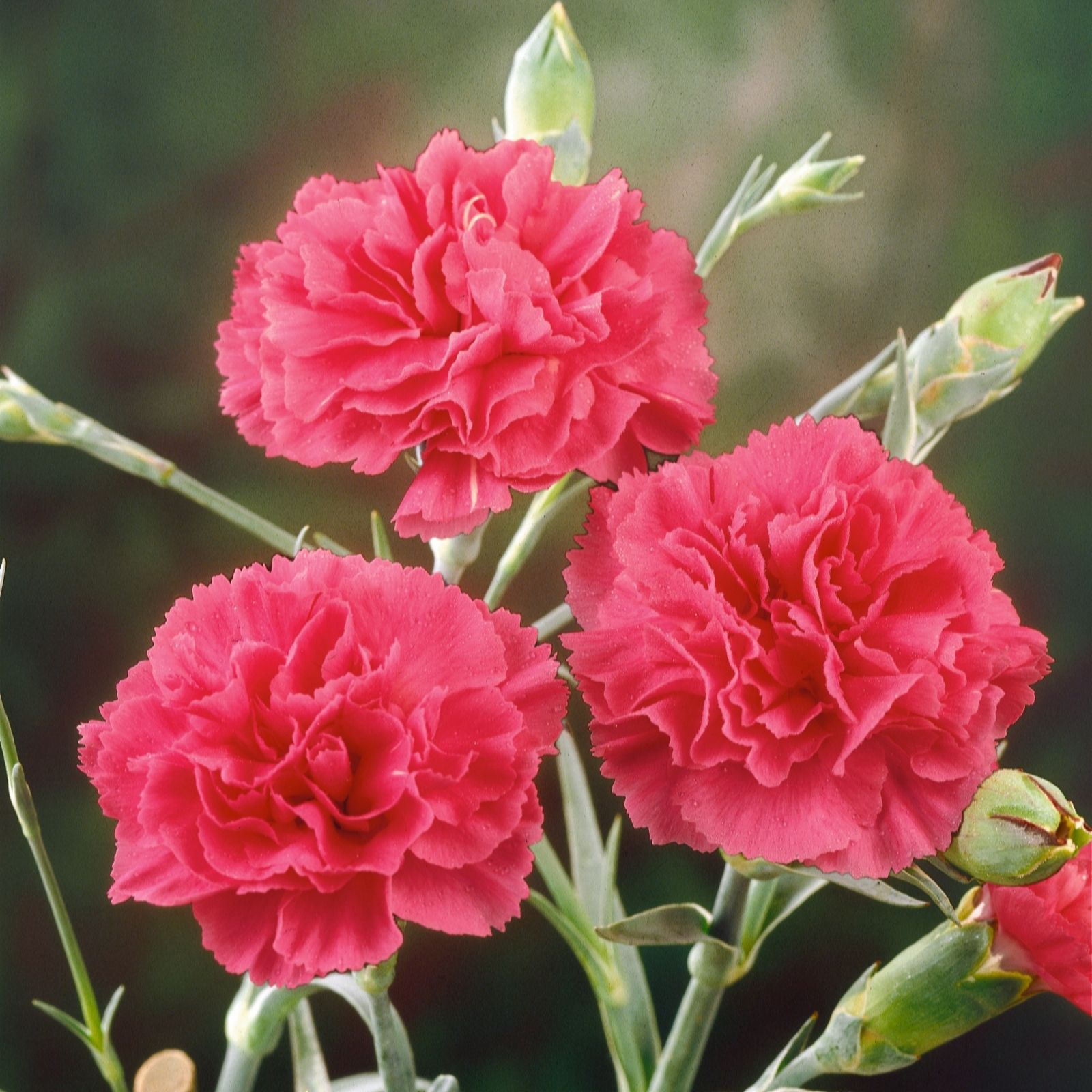 Plants2Gardens Whetmans Garden Pinks 3 x 13cm