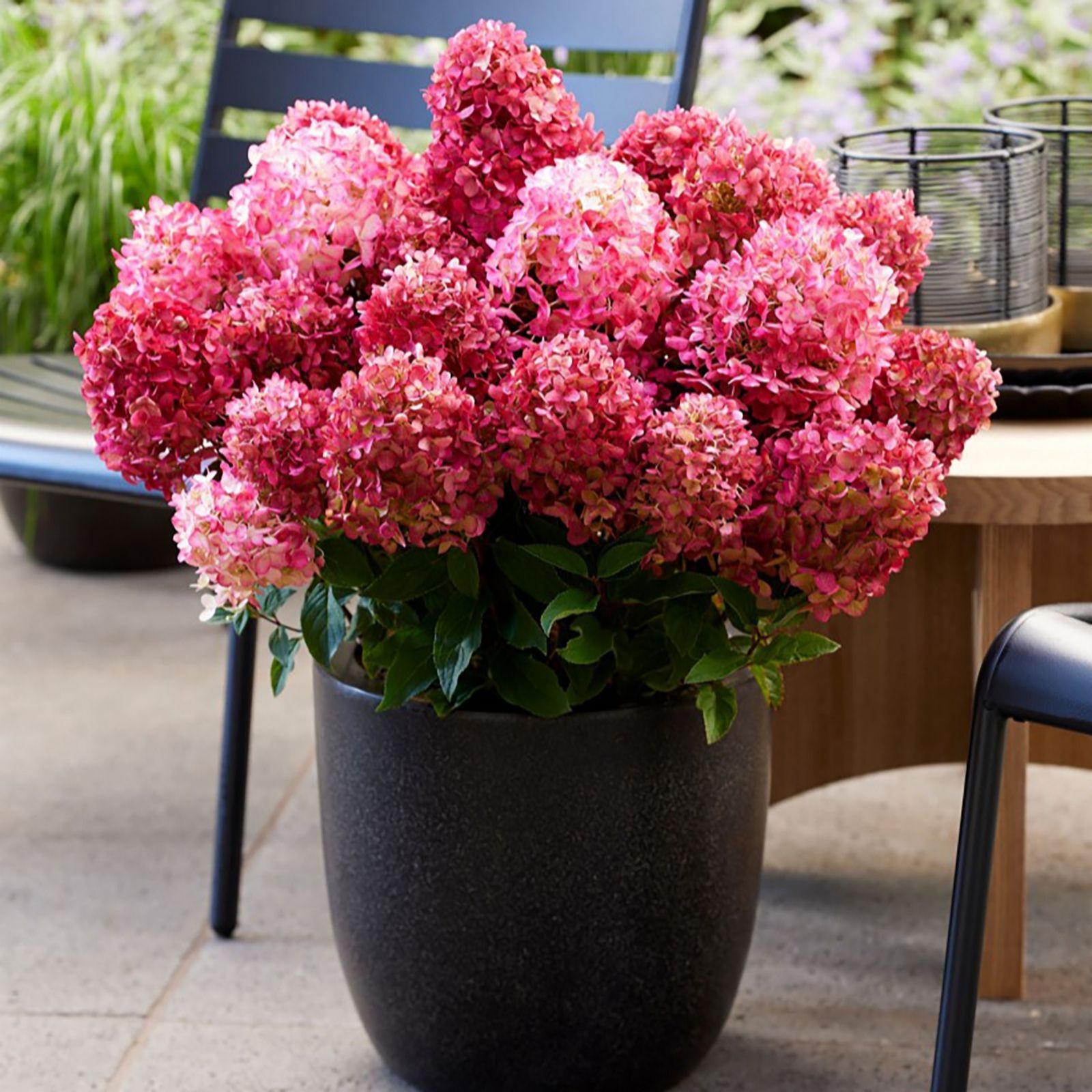 Thompson & Morgan Hydrangea Living Little Duo 1 Litre Pots