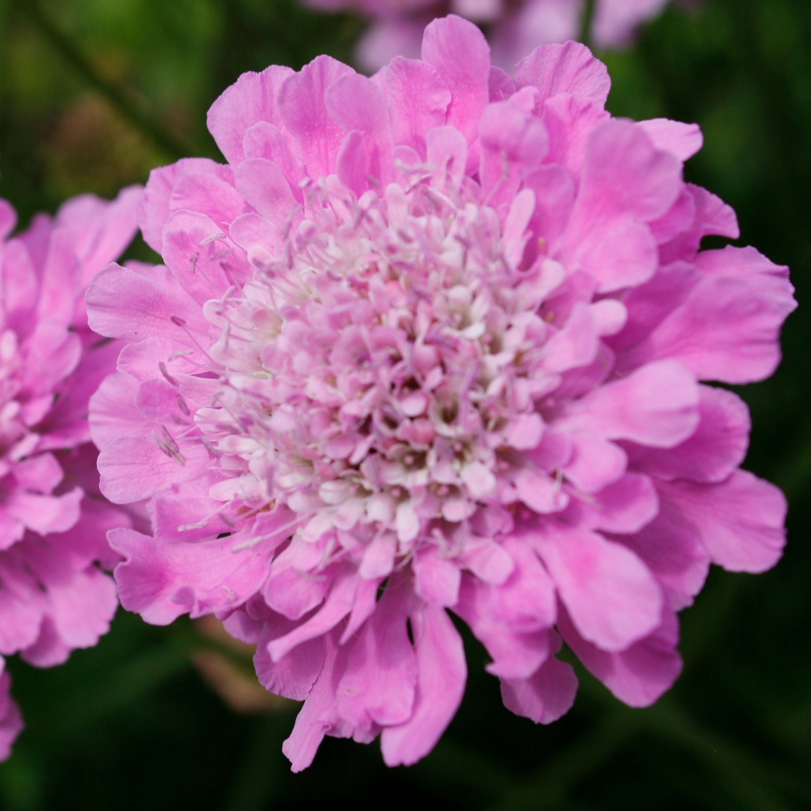 Richard Jackson Scabious Kudo Pink 1x 3 Litre Pot