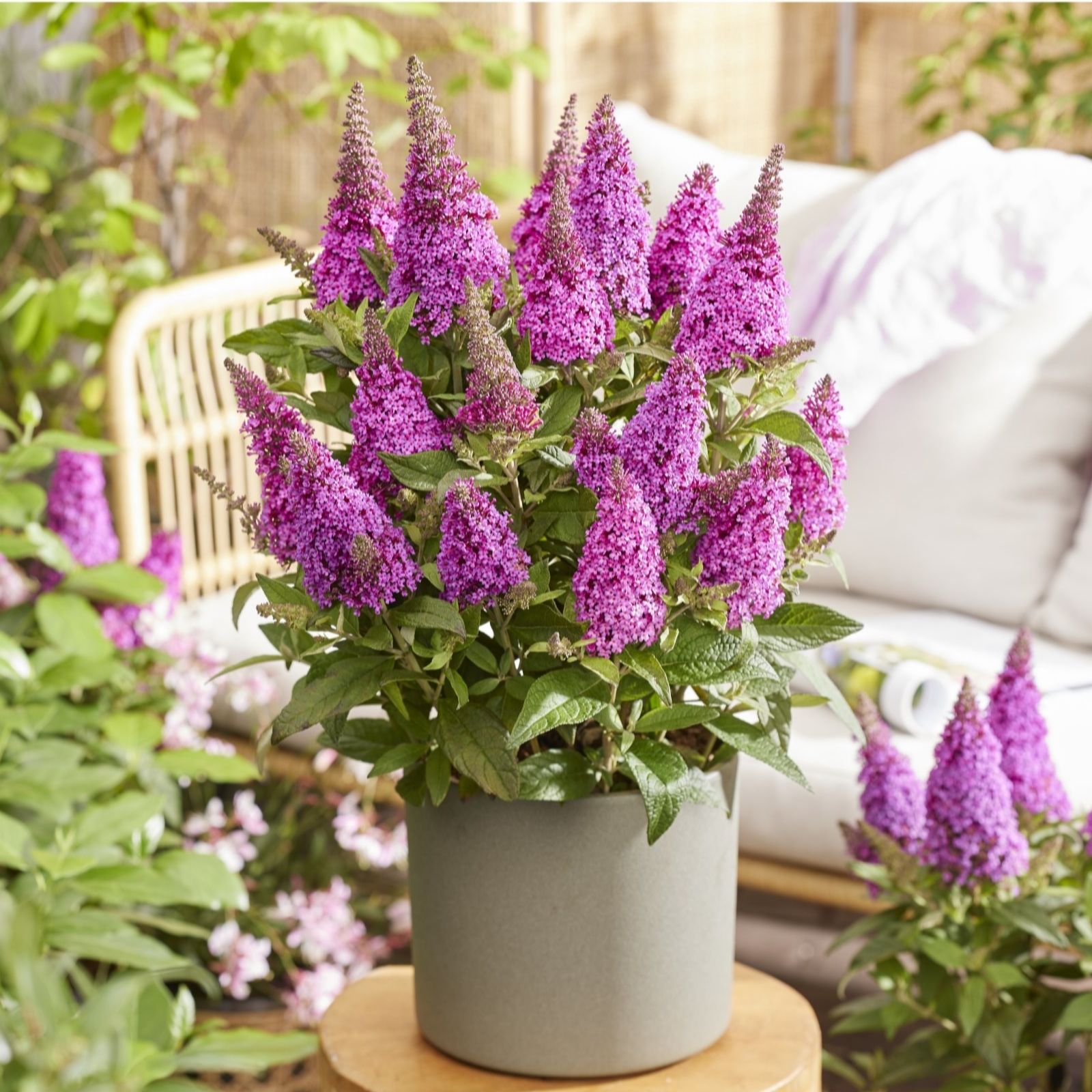 Thompson & Morgan Buddleja Butterfly Candy Little Cerise 9cm Pot x 1