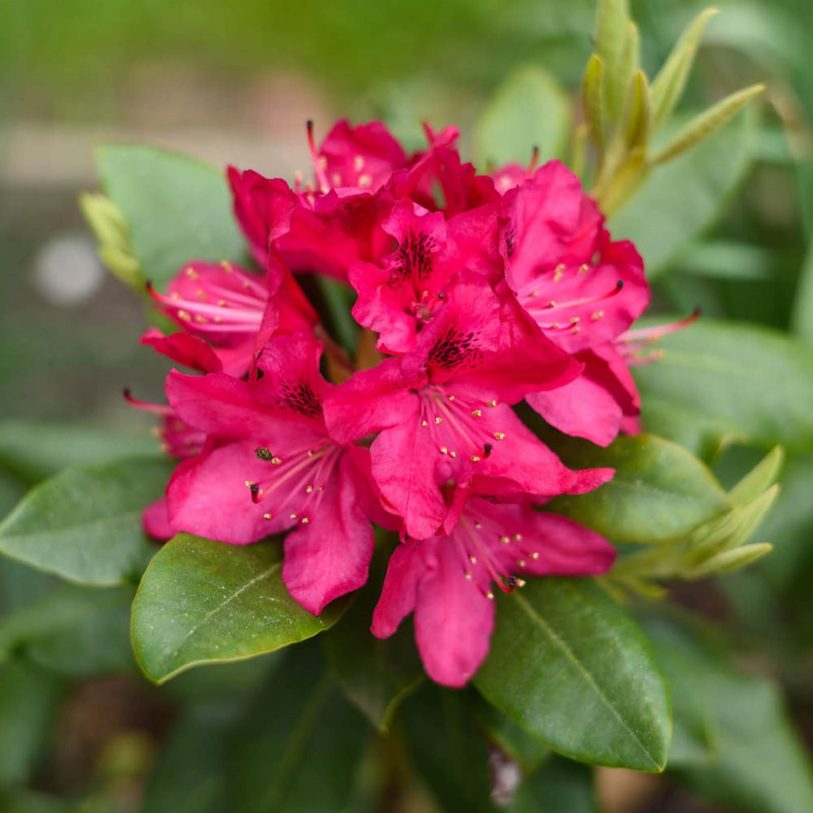 YouGarden Rhododendron Hybrid 'Red' in a 15cm Pot - QVC UK