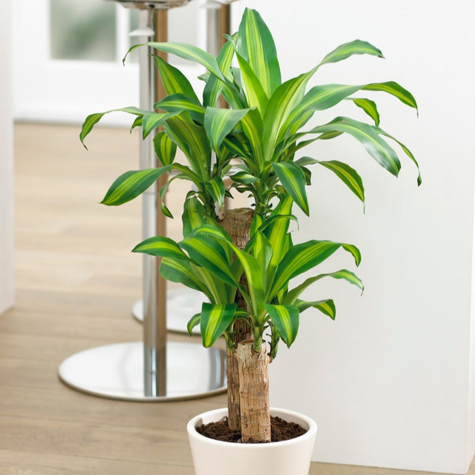 YouGarden Dracaena fragrans 'Yellow Coast' in a 17cm pot
