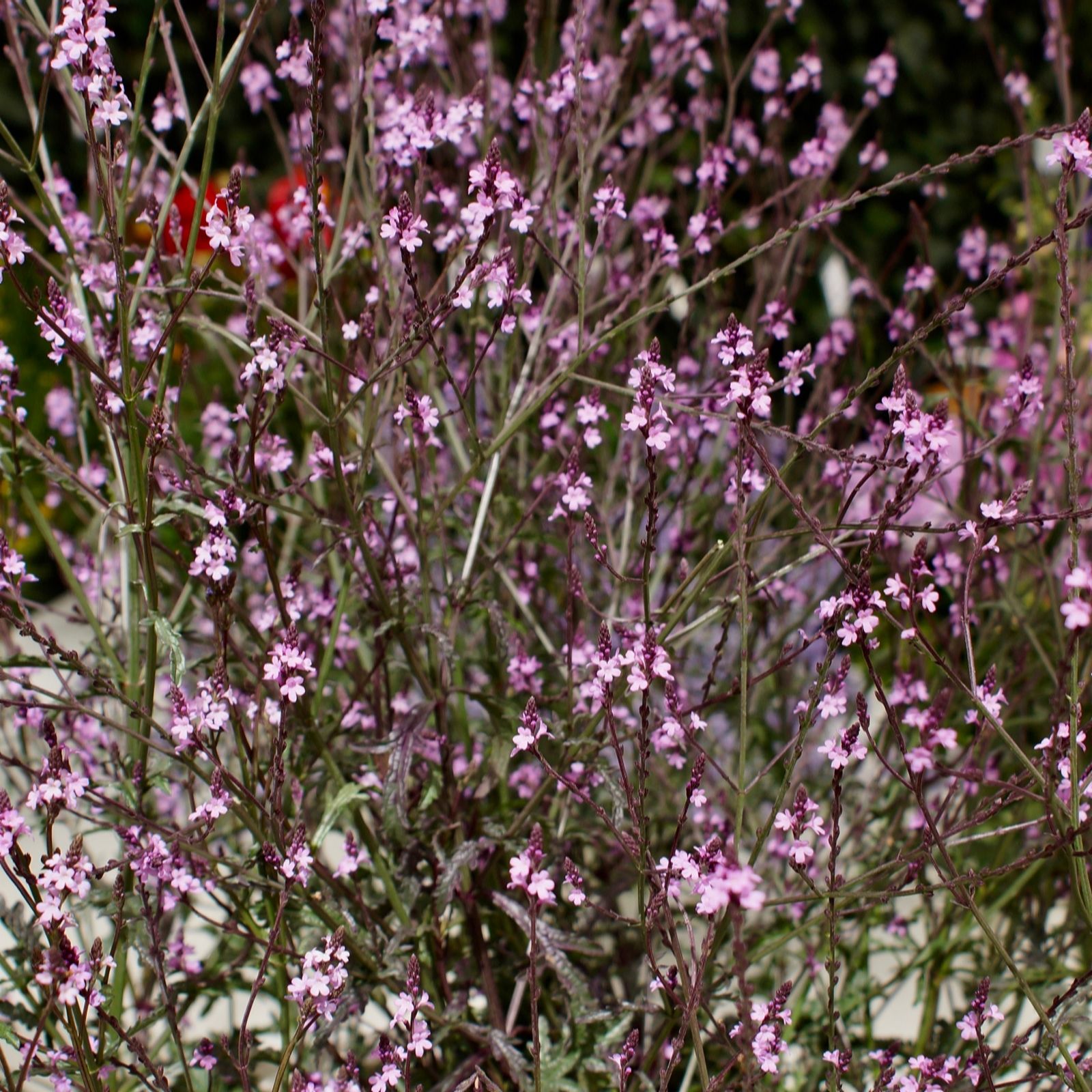 Plants 2 Gardens Verbena Bampton 3 x 2ltr
