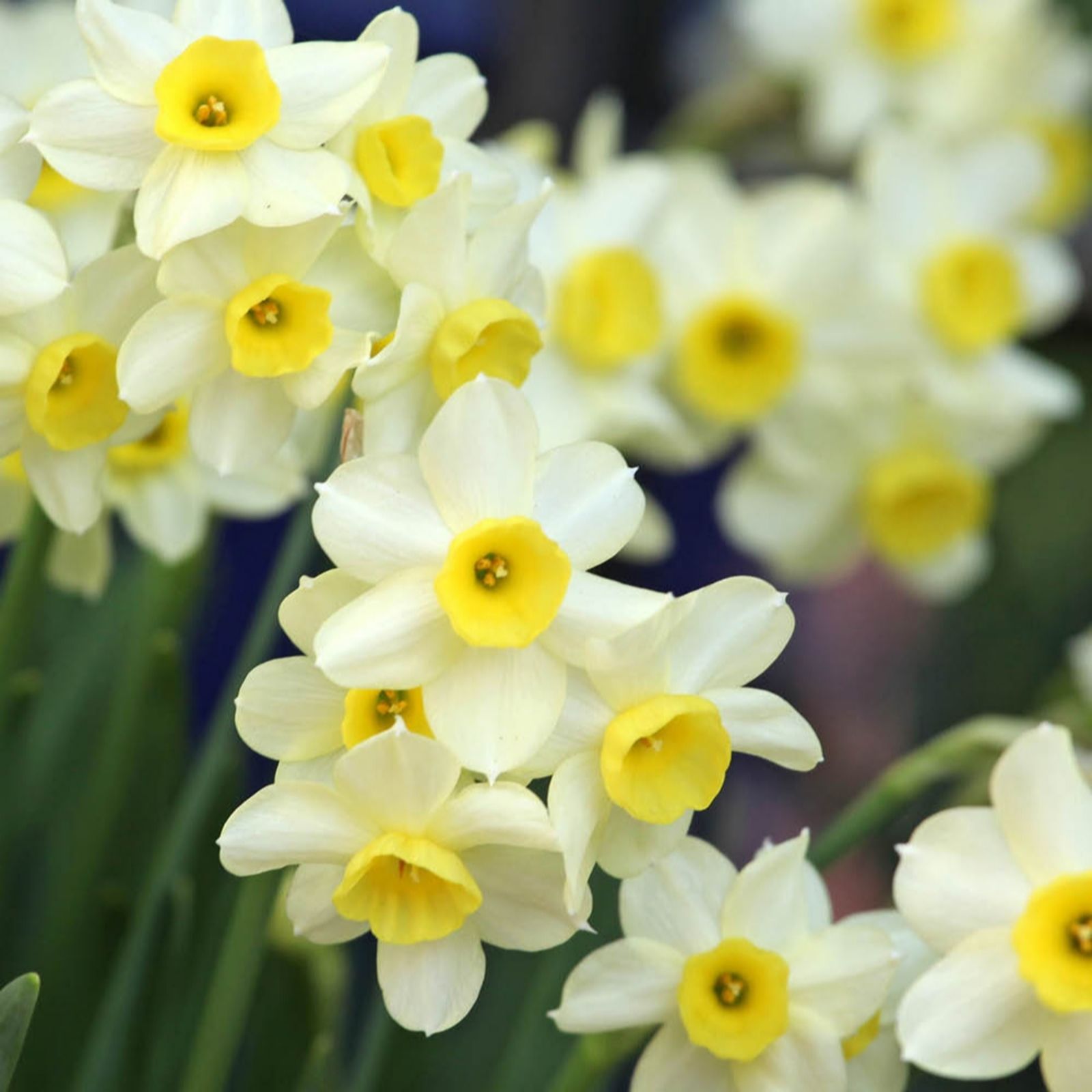 YouGarden Narcissus 'Minnow' x60 bulbs