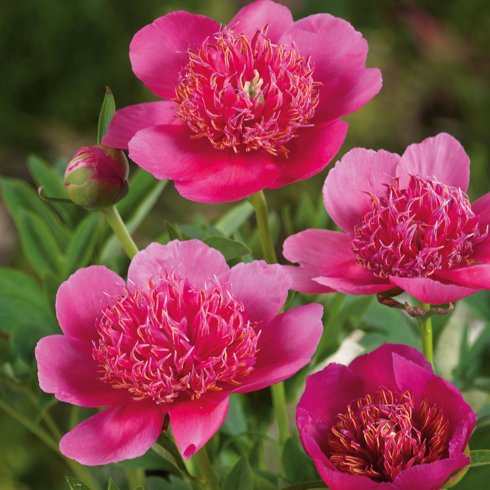 Plants2Gardens Peony Collection 3 x Bare Roots