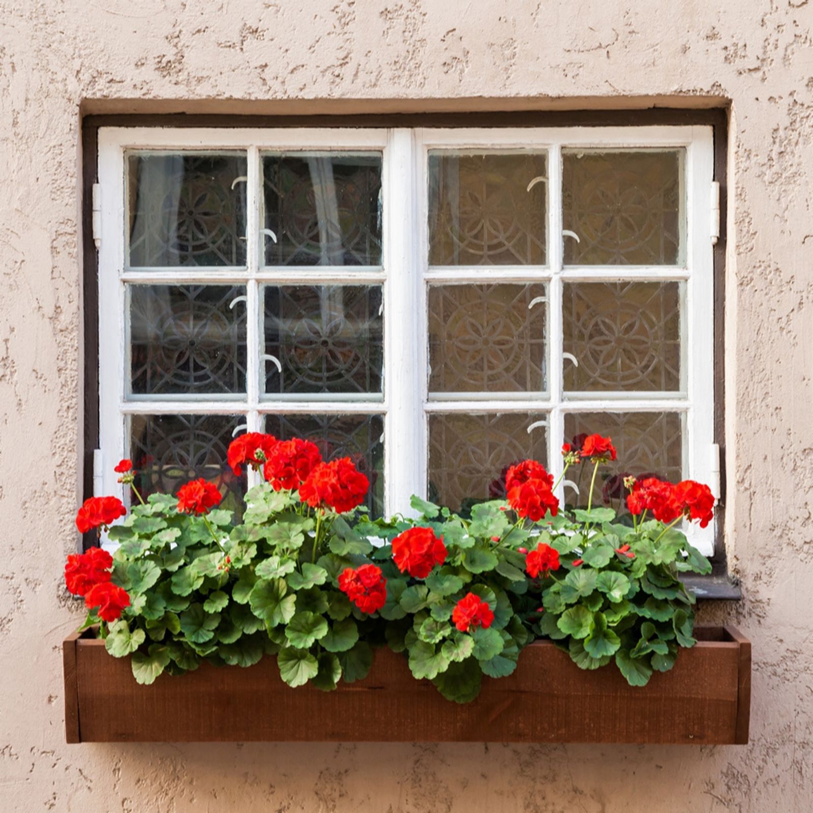 YouGarden Geranium 'Decora Balcony Red' plug plants x12