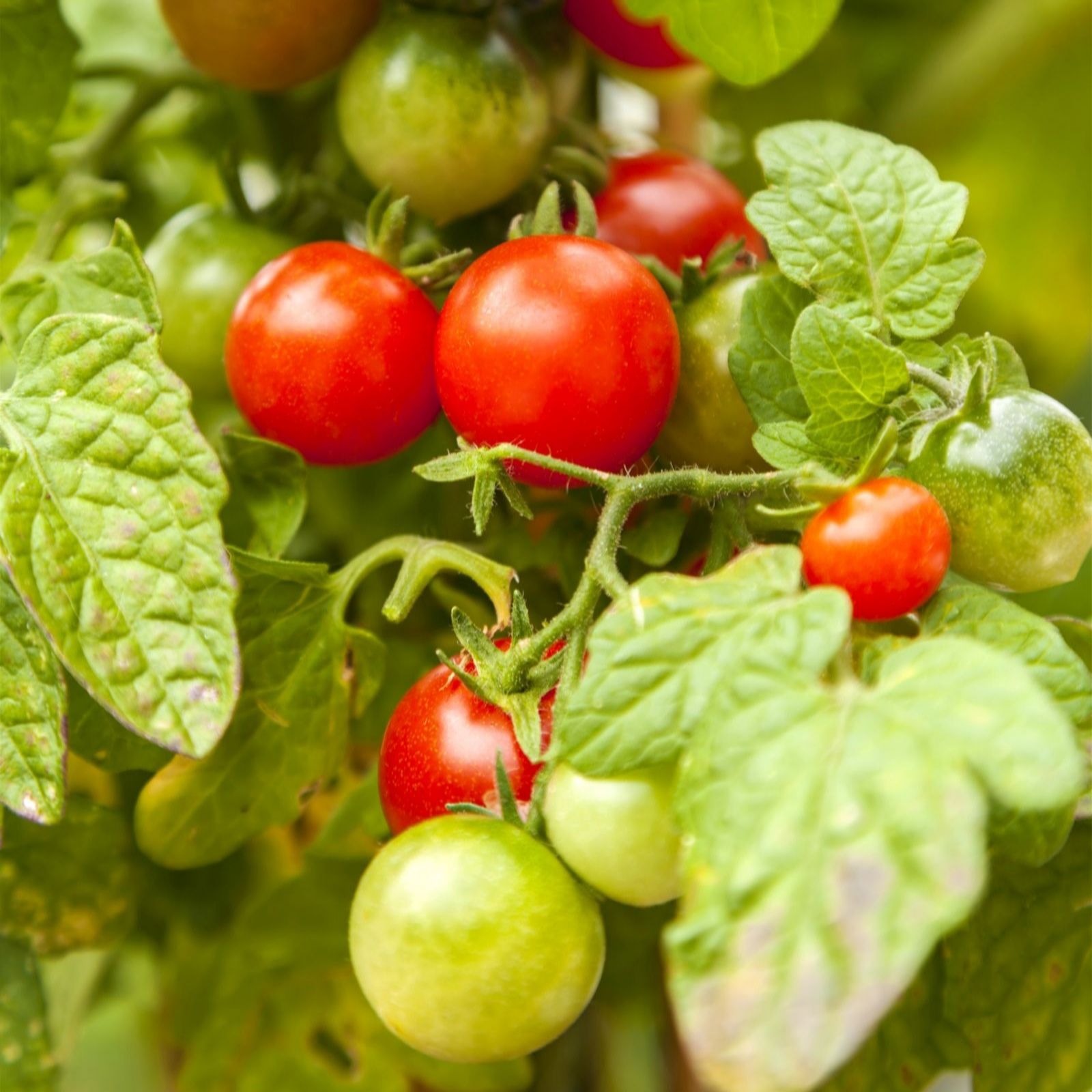 Suttons Tomato Ponchi -re 9cm Pot x 3