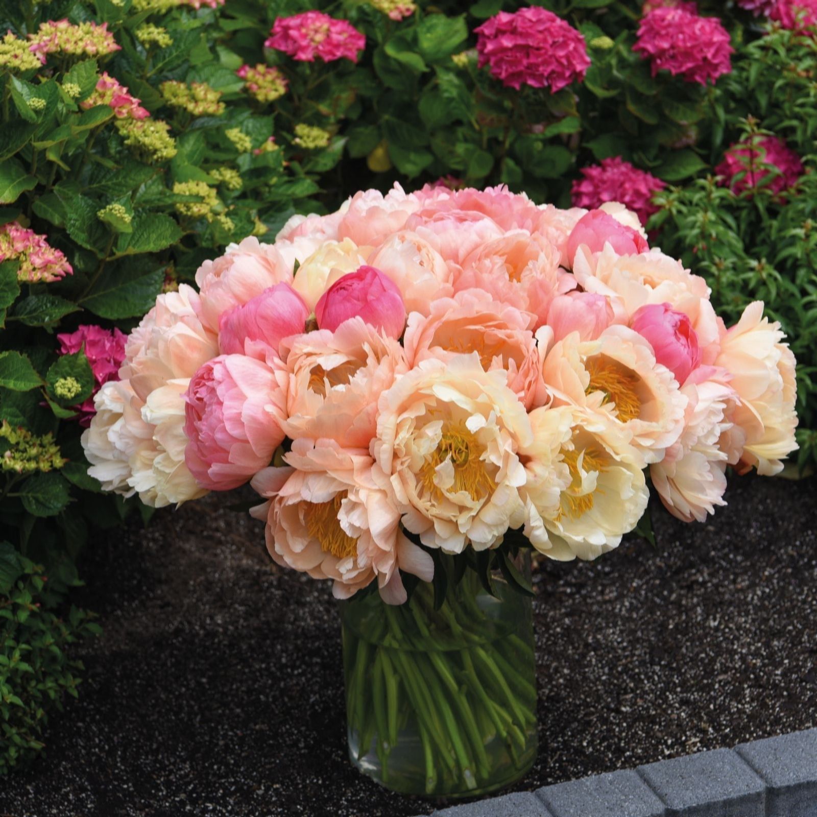 Thompson & Morgan Peony Coral sunset XXL 1 Bare Root Clump