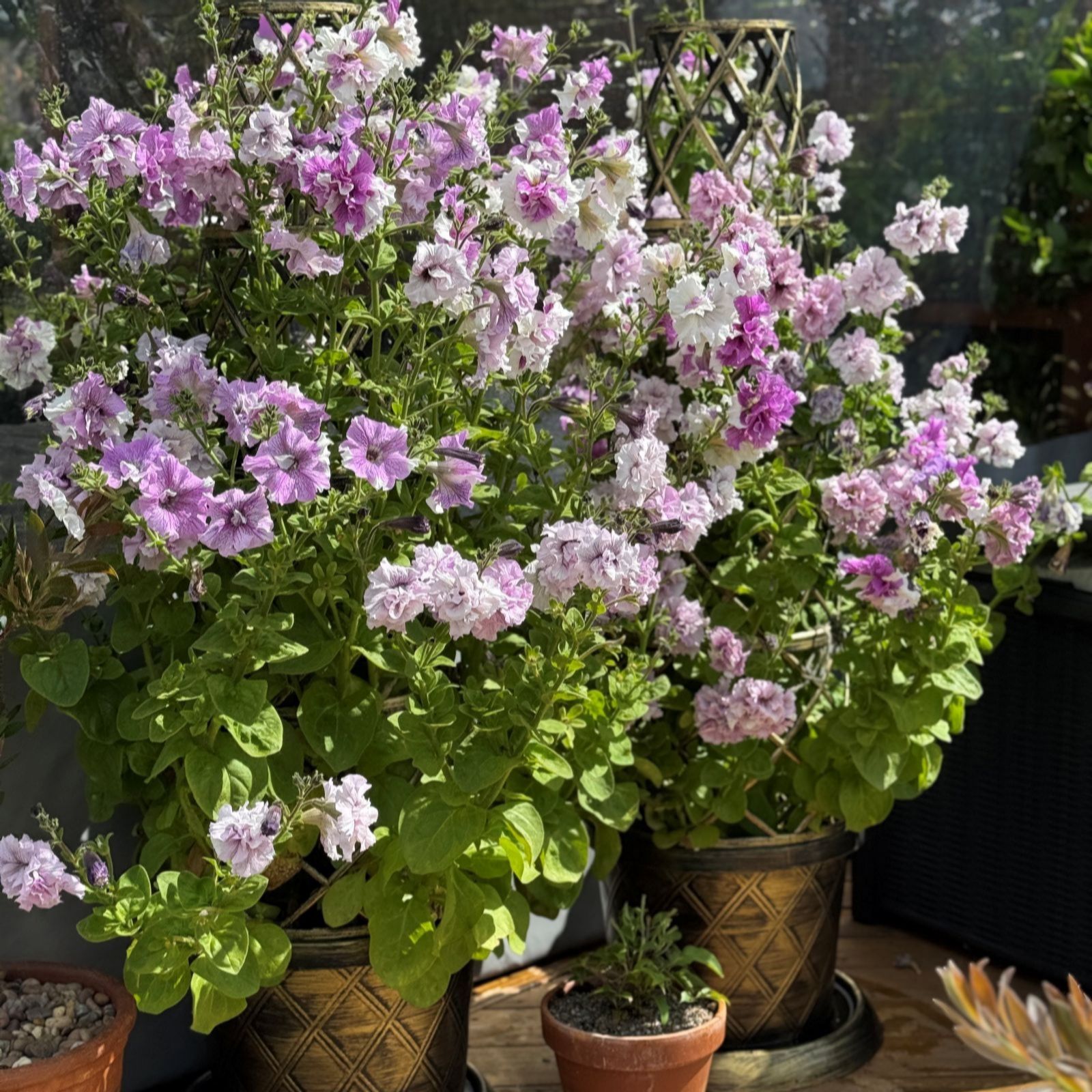 Thompson & Morgan Petunia Allegra Cut Flower Mixed Collection 6 GR Plugs