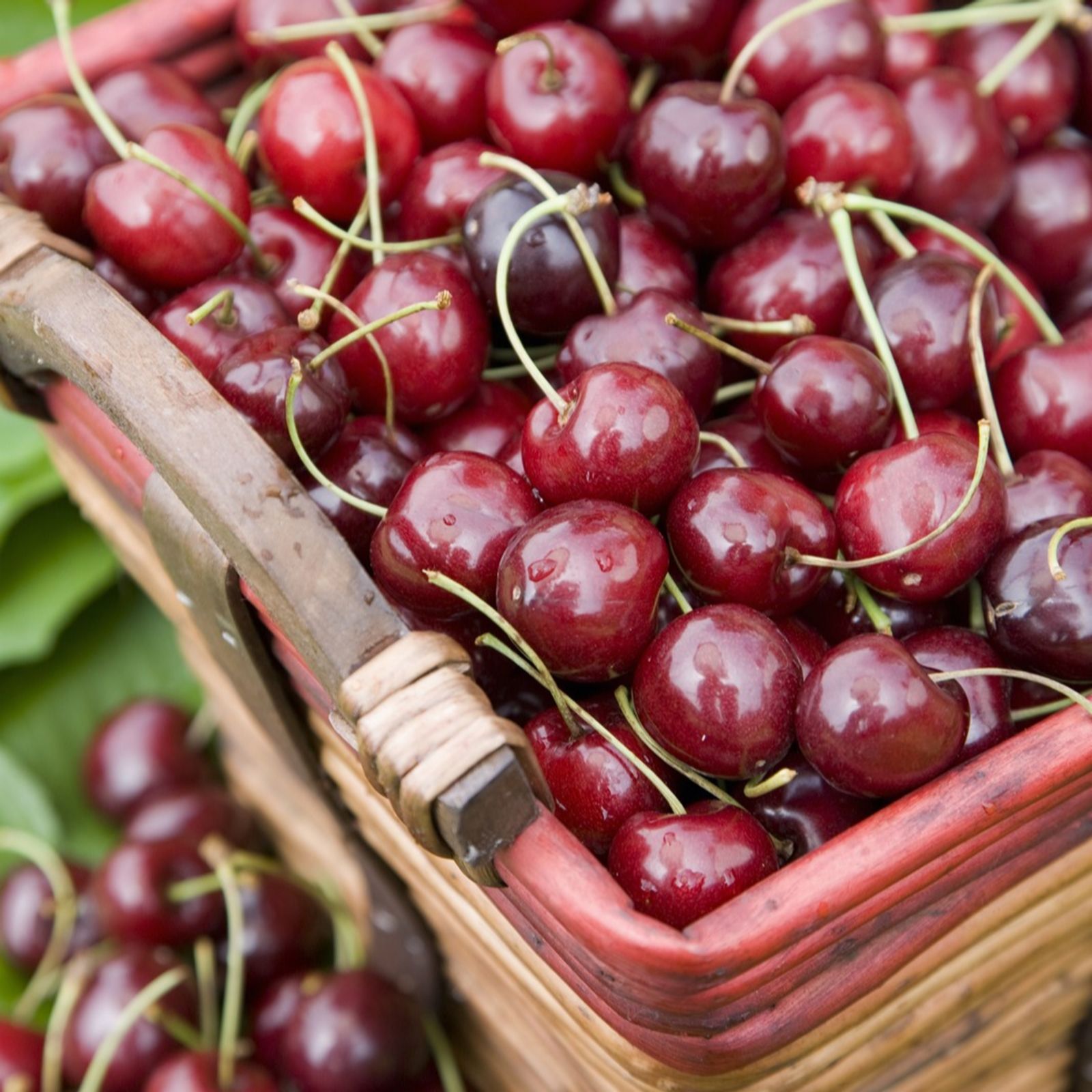 Frank P Matthews Cherry Stella Bare Root