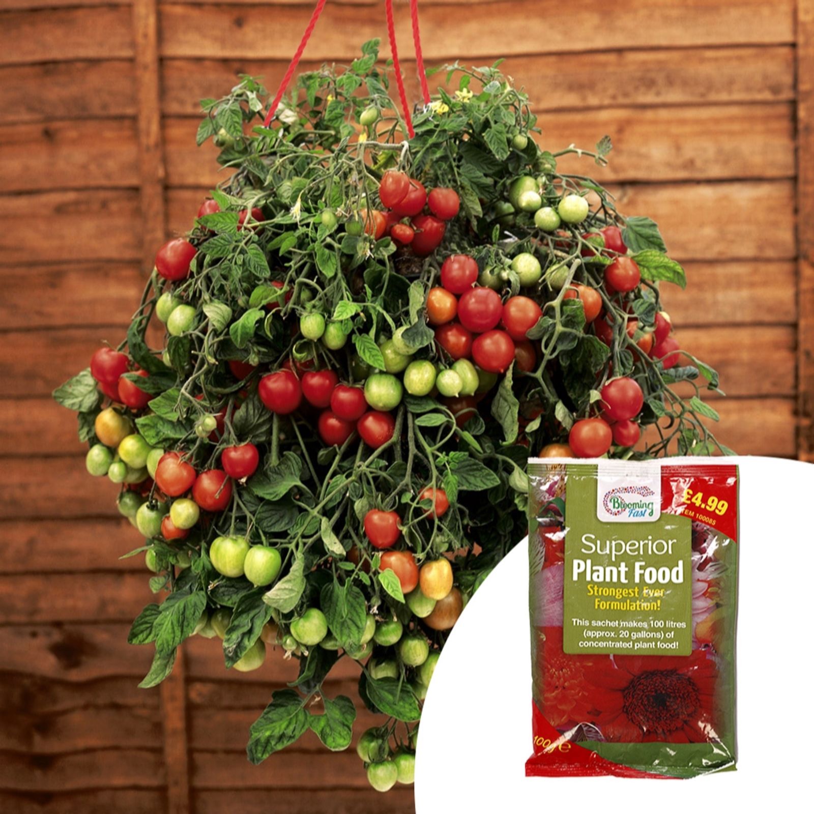 Pair of Preplanted Tomato 'Tumbling Tom' Hanging Baskets w/100g Fertiliser