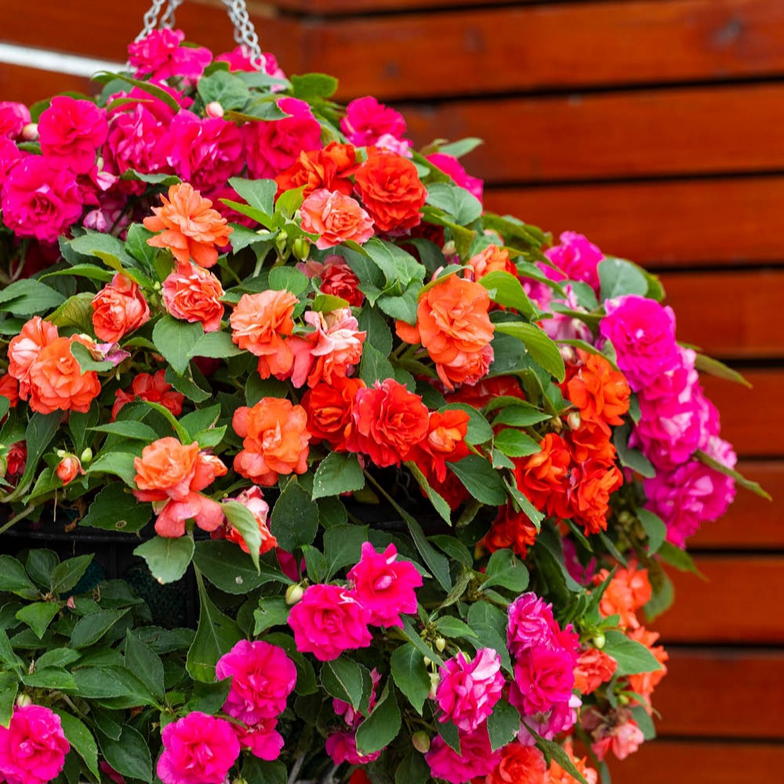 YouGarden Busy Lizzie 'Glimmer' Collection plug x12