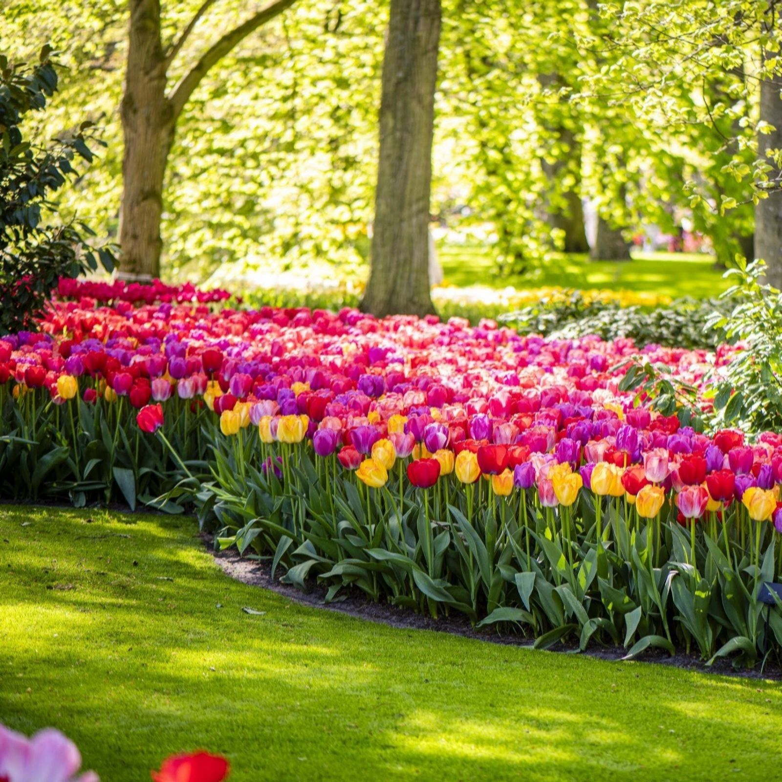 Thompson & Morgan Tulip Giant Collection 20 Bulbs