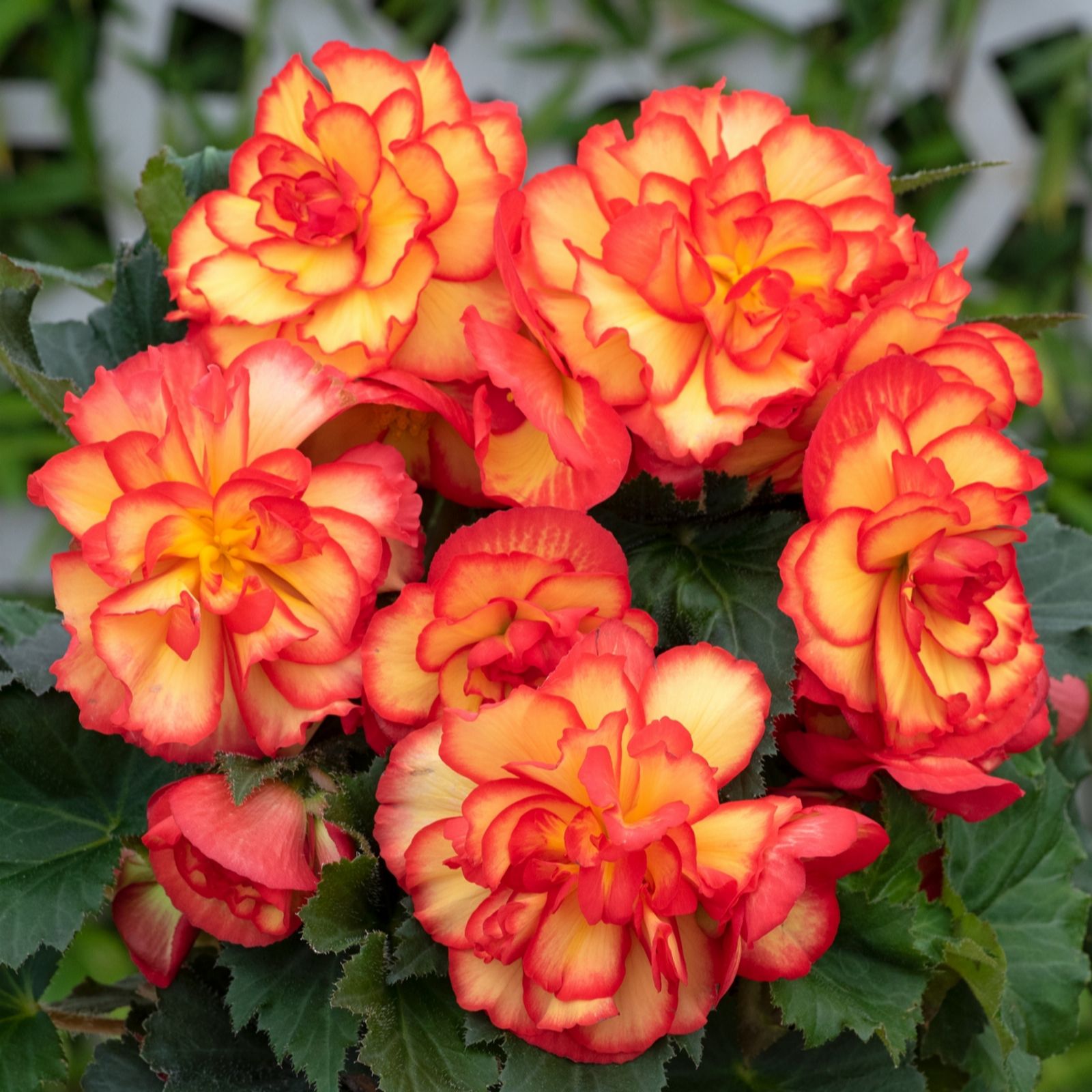 Richard Jackson`s Nursery Fresh Sunshine Begonia 5 x 6cm Garden Ready