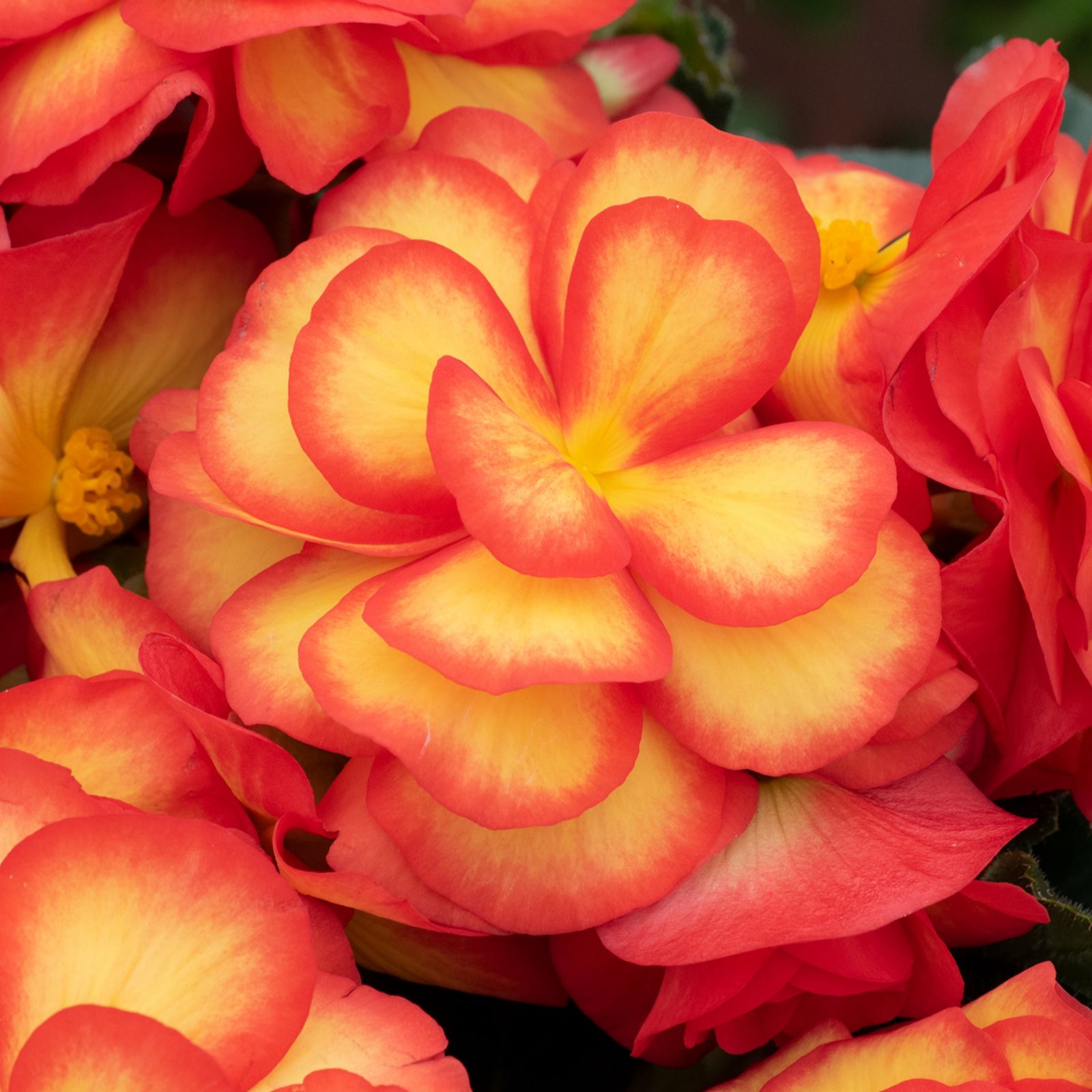 Richard Jackson`s Nursery Fresh Sunshine Begonia 5 x 6cm Garden Ready