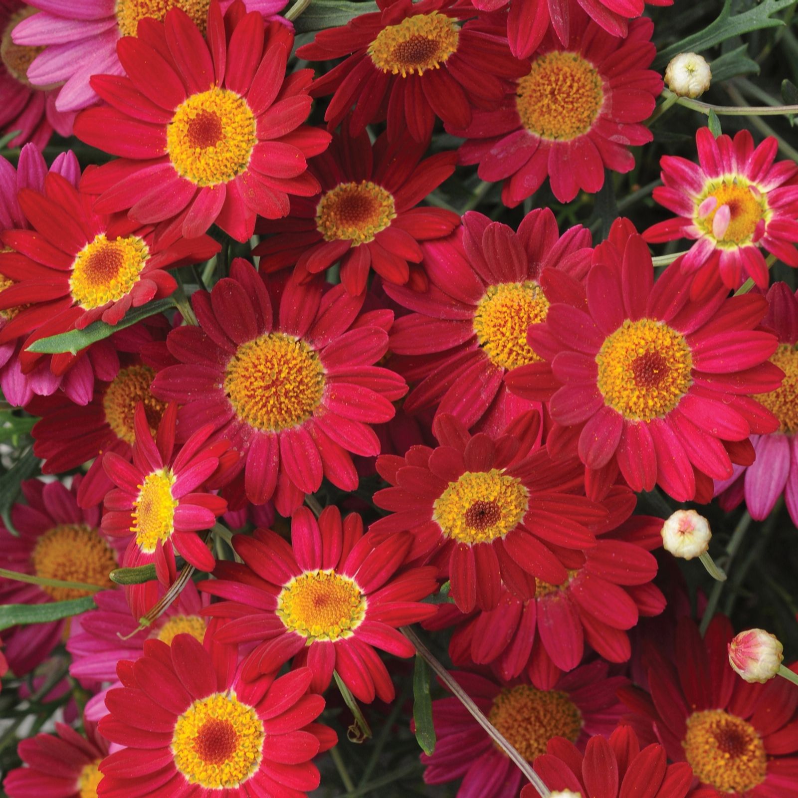 Richard Jackson Madeira Daisy 1x 1 Litre Pot
