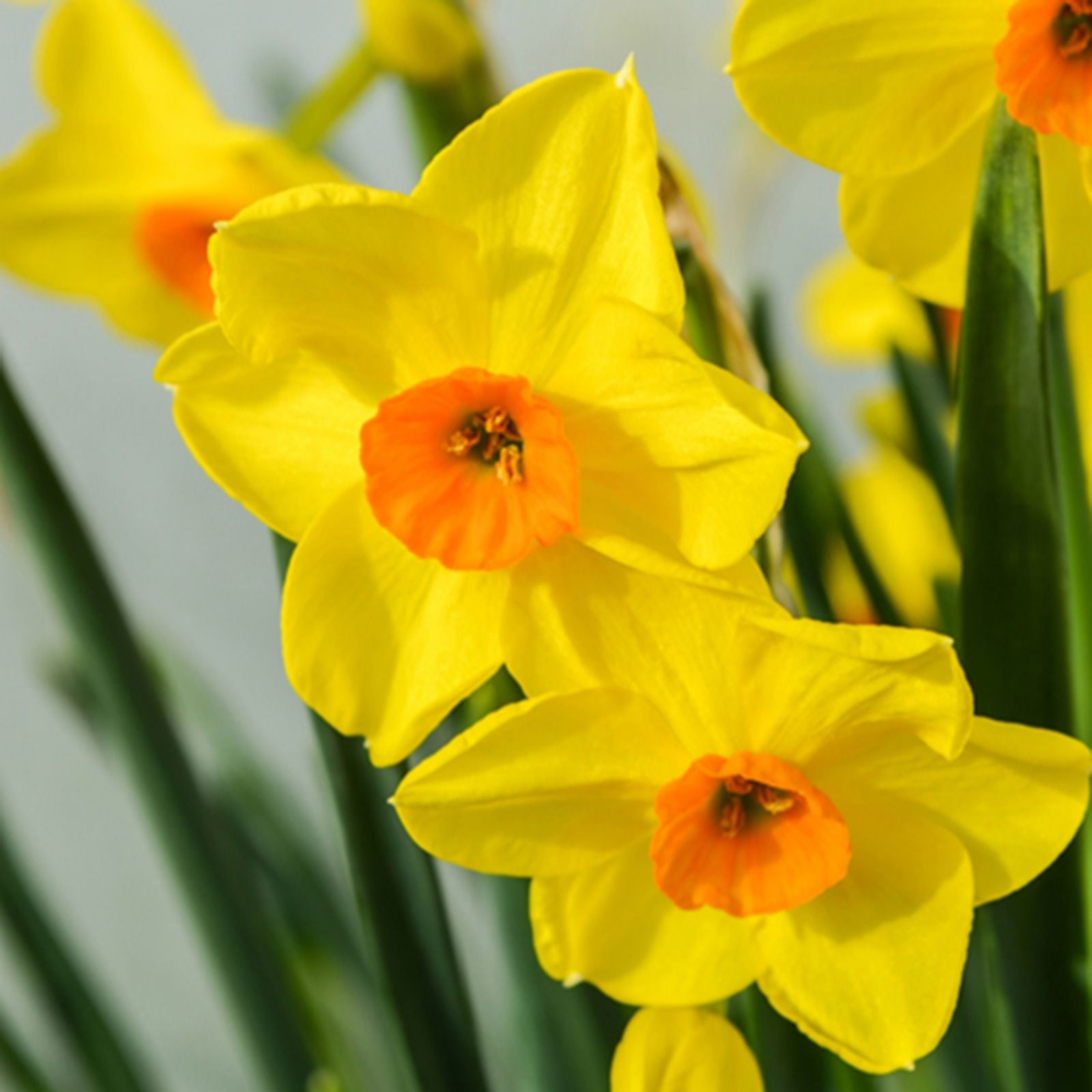 YouGarden Narcissus 'Hoopoe' x60 bulbs