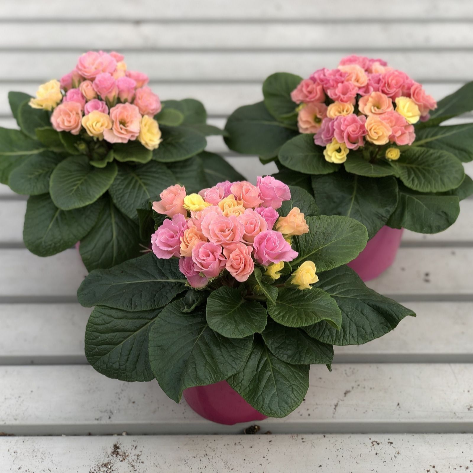 Plants 2 Gardens Primrose Rosebud Tutti Frutti