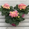 Plants 2 Gardens Primrose Rosebud Tutti Frutti