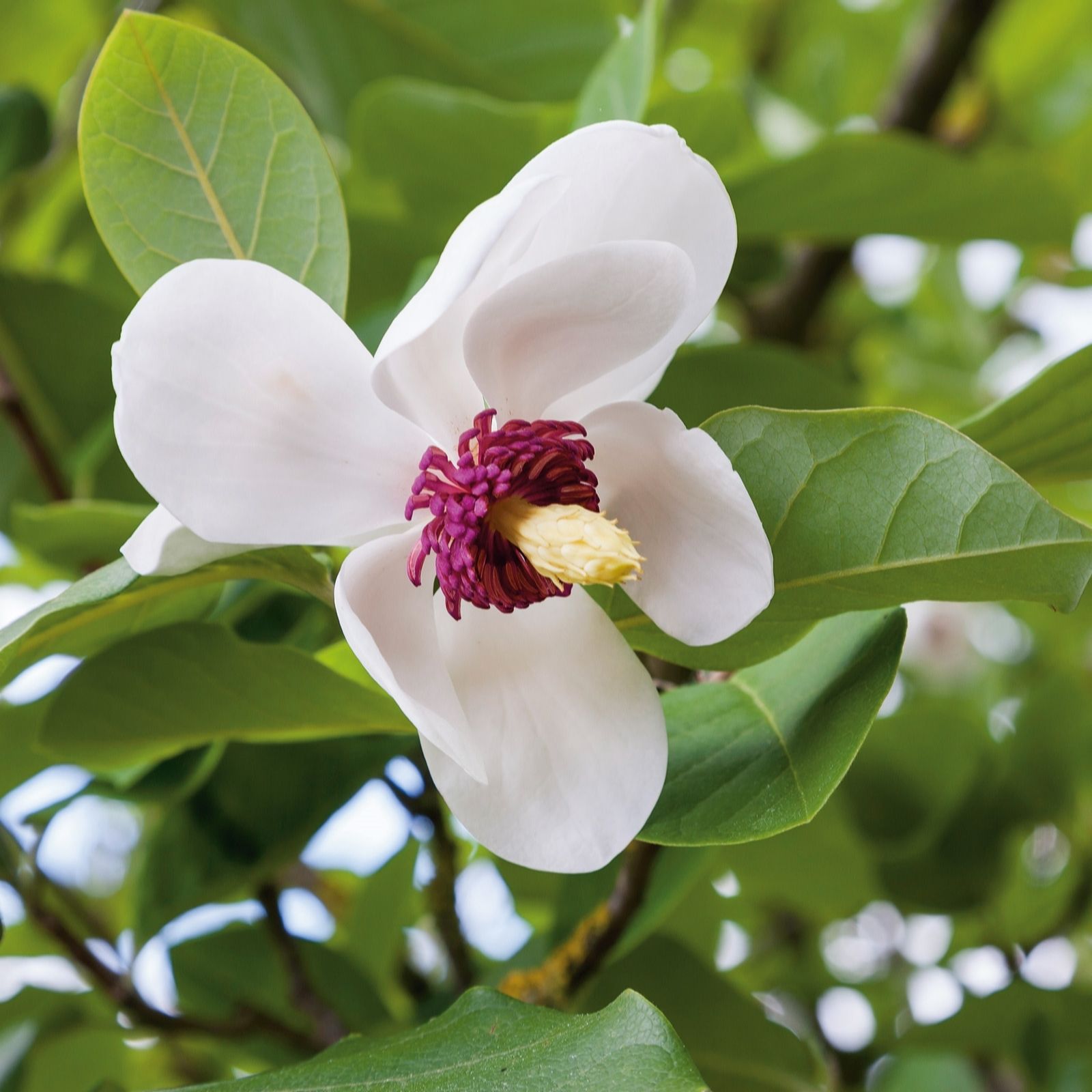 Plants2Gardens Magnolia Sieboldii 5ltr