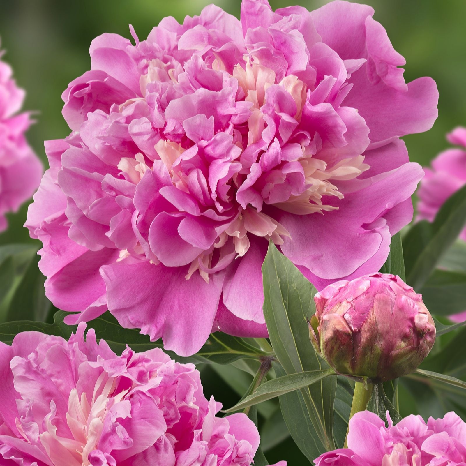 Plants2Gardens Peony Anima 2x Bare Roots with 2 x Speckled Planters