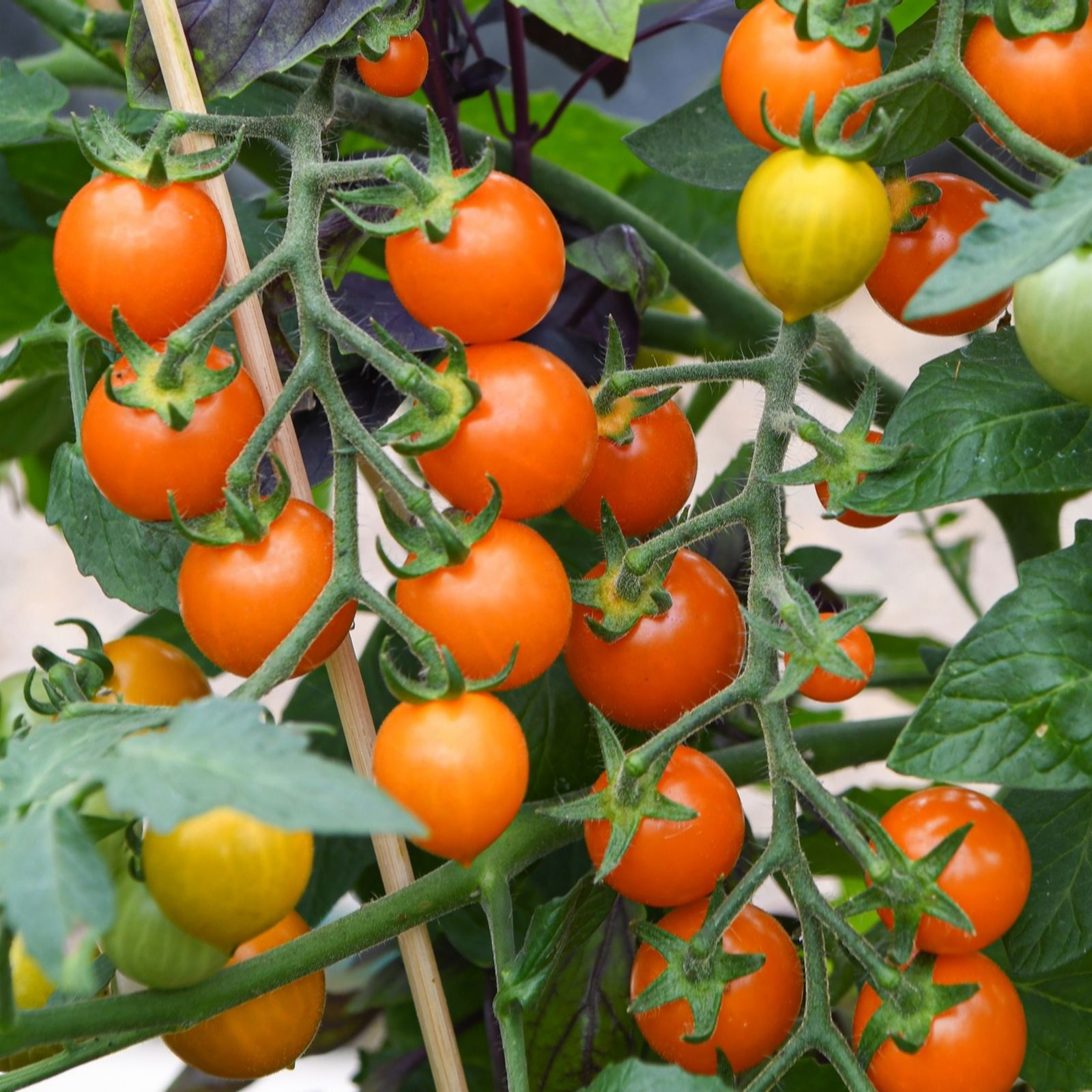 Suttons Tomato Tiny Temptations Orange 9cm Pot x 3