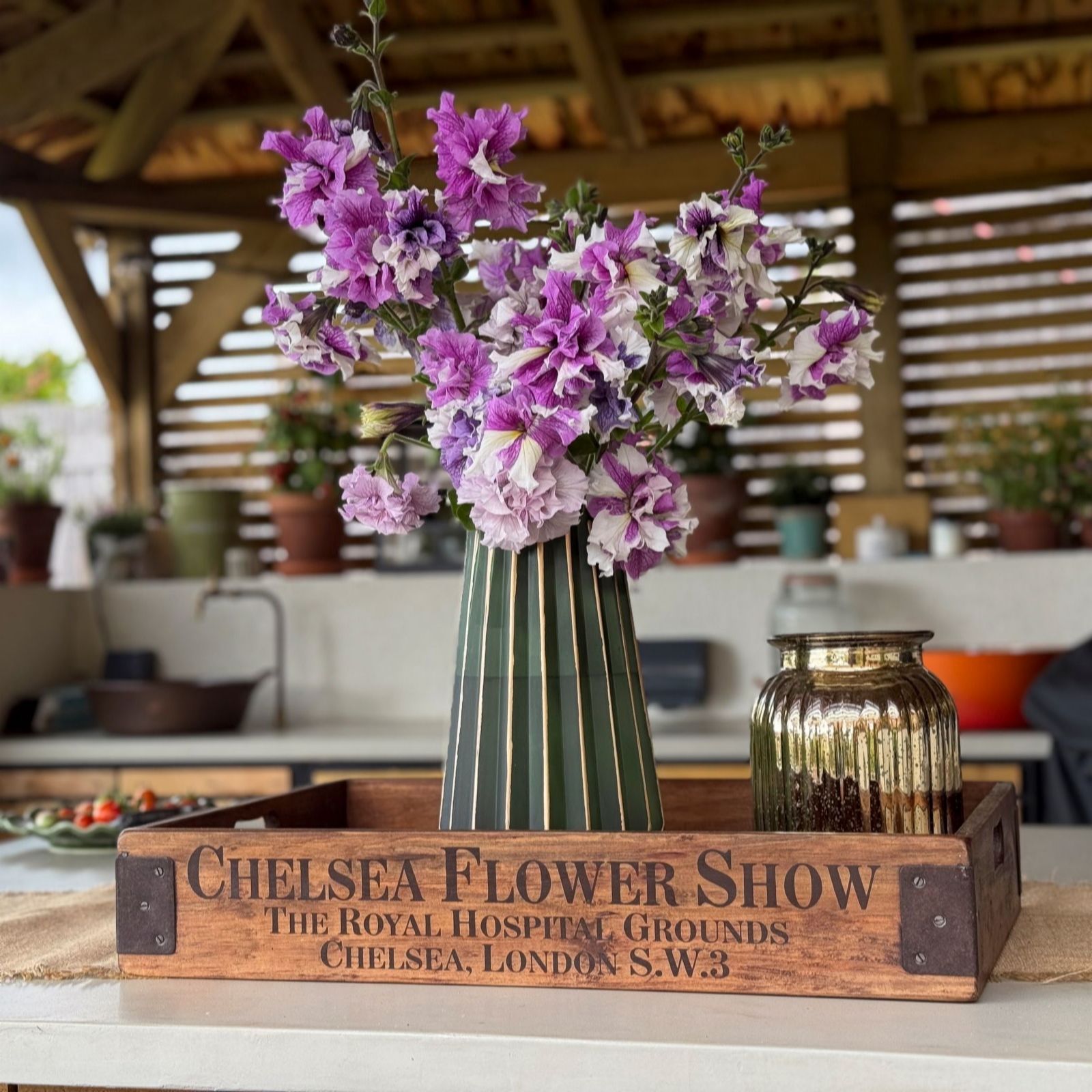 Thompson & Morgan Petunia Cut Flower Collection 6 GR Plug + Towerpot