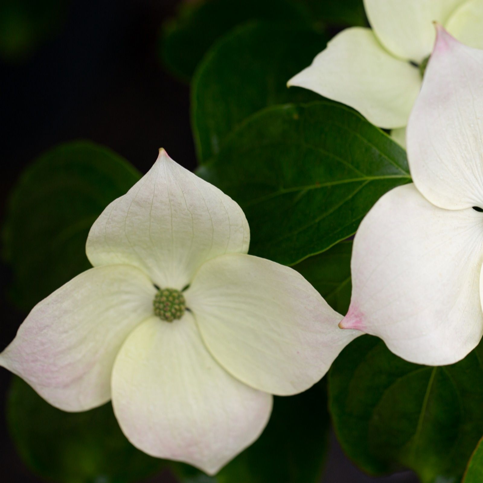Frank P Matthews Cornus Teutonia in 12 Litre Container