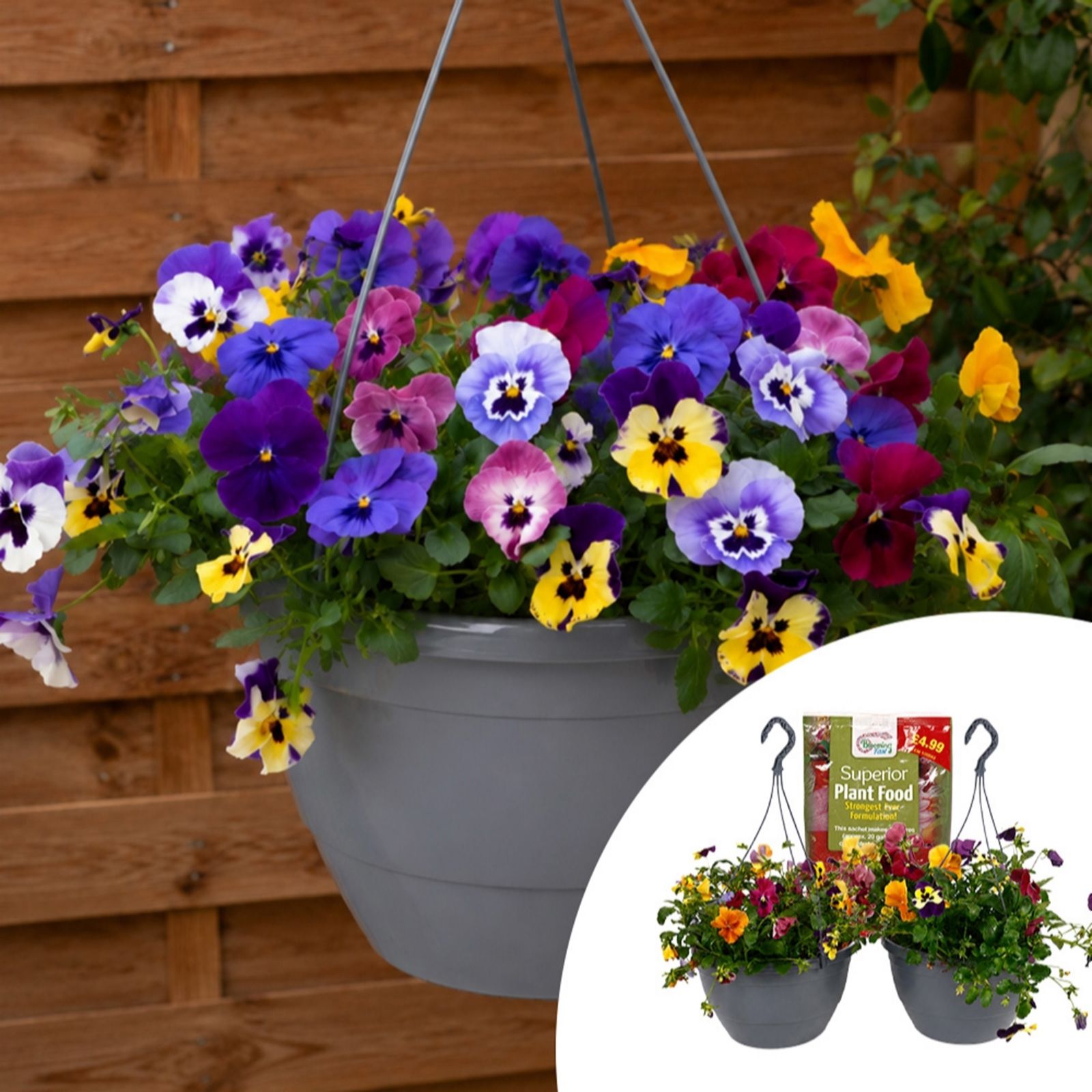  YouGarden 2 Pansy Top Wave Pre-Planted Hanging Baskets w/Fertiliser - 746735