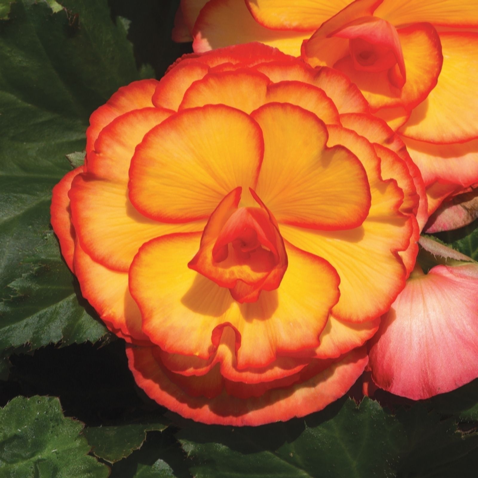 de Jager Superb NEW Begonia Sun Dancer x12