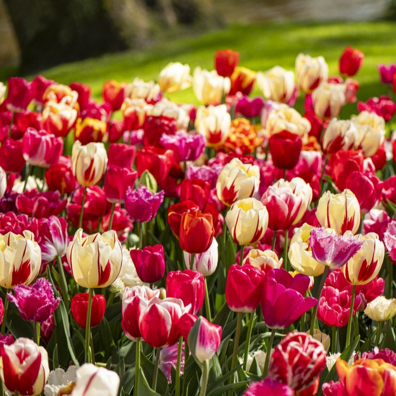 Thompson & Morgan Cutting Collection 20 Bulbs