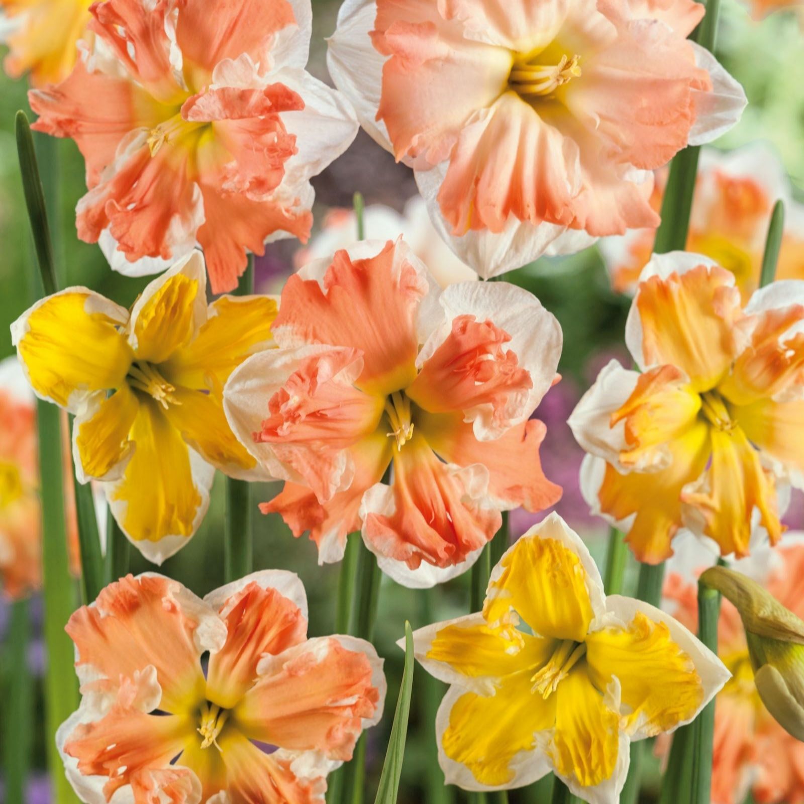 Thompson & Morgan Daffodil Rainbow Butterflies Mixed 16 Bulbs