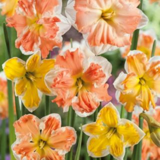 Thompson & Morgan Daffodil Rainbow Butterflies Mixed 16 Bulbs
